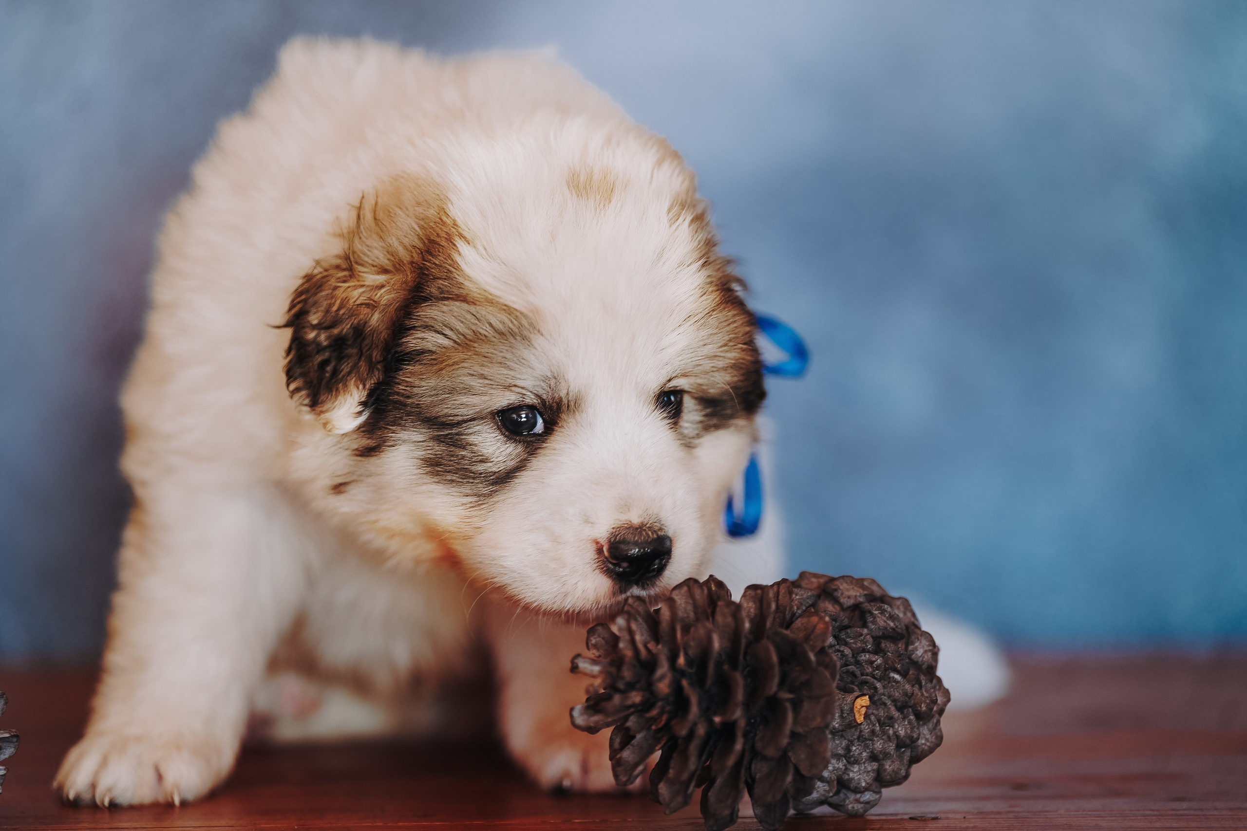 Пиренейские горные. Фотограф анималист в Спб недорого Олеся Майорова