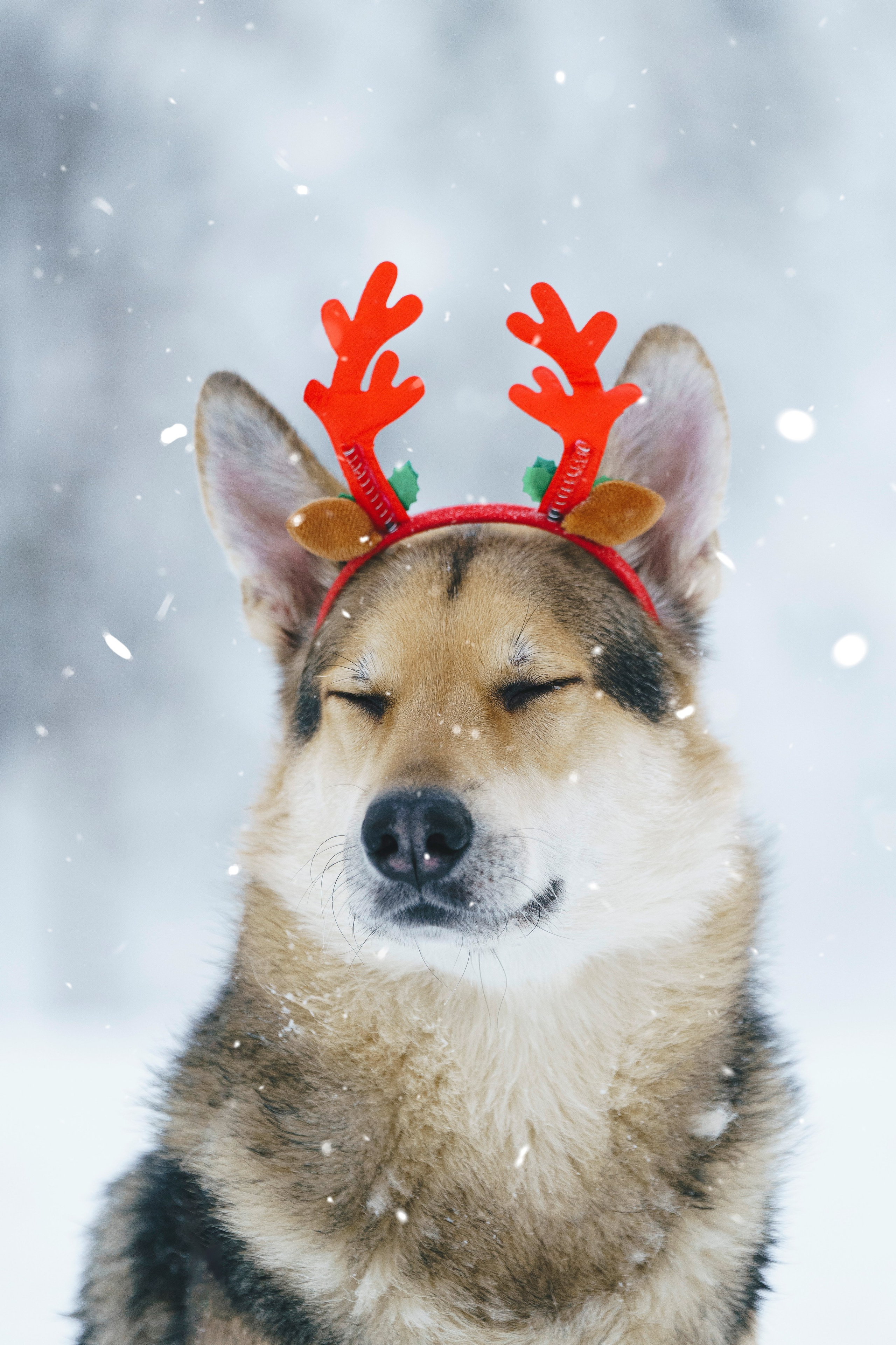 Рэй, Кузя, Ольга и Александр. Фотограф анималист в Спб недорого Олеся Майорова