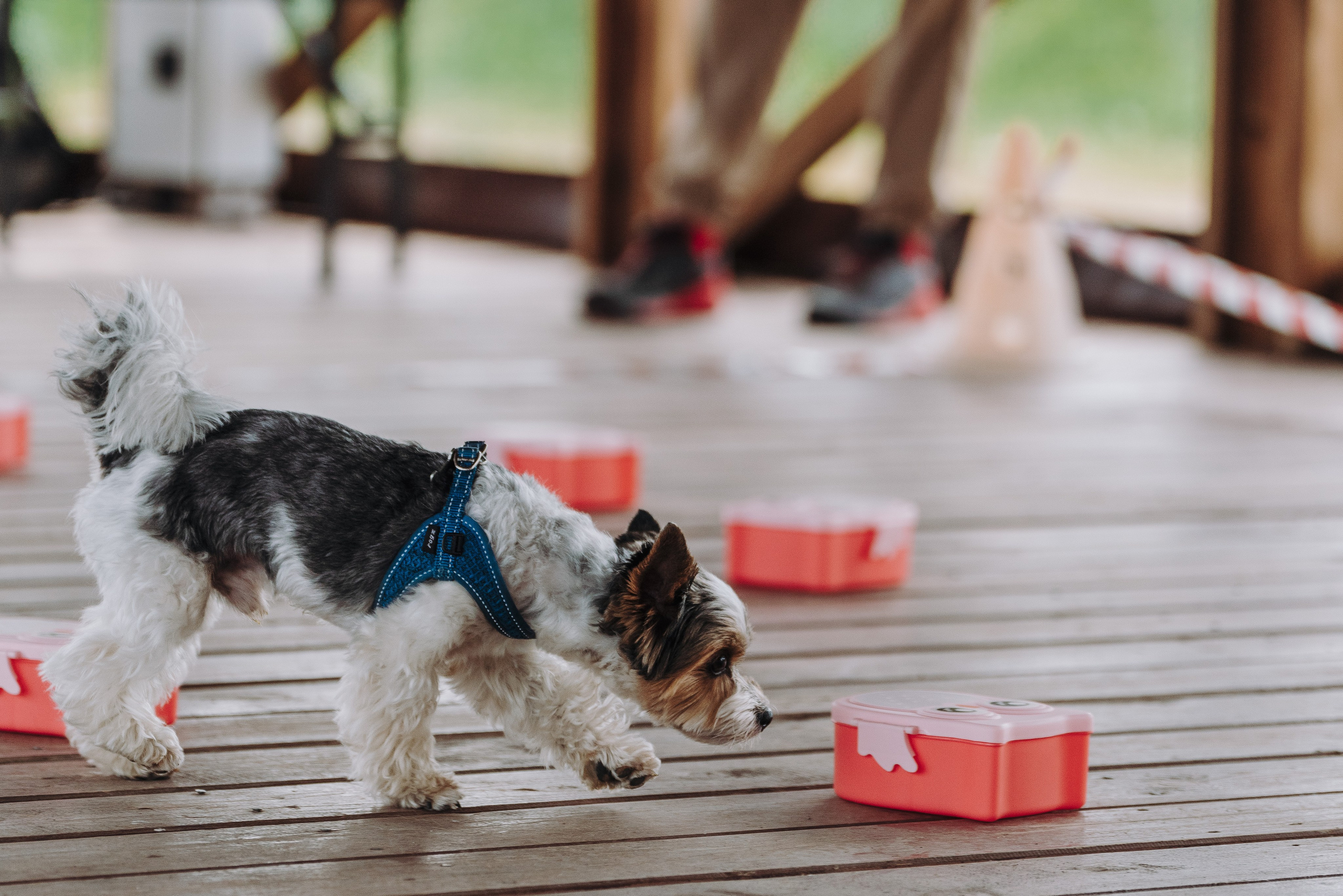 Соревнования по ноузворку в Лосево. Фотограф анималист в Спб недорого Олеся Майорова