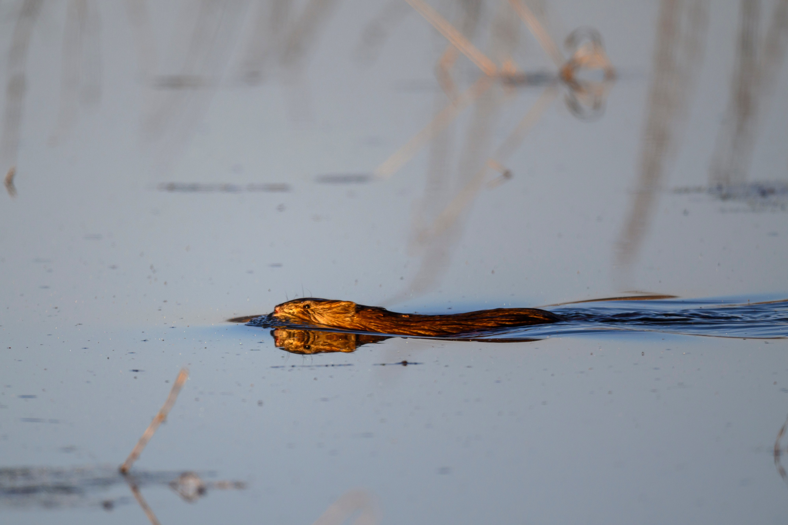 Гуси и ондатра. Фотограф Сергей Пупонин