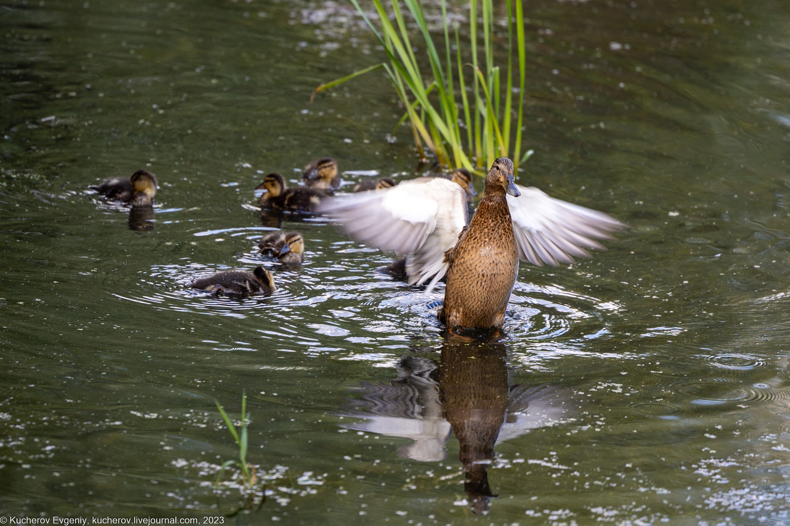 Животные. Кучеров Евгений. Фотограф