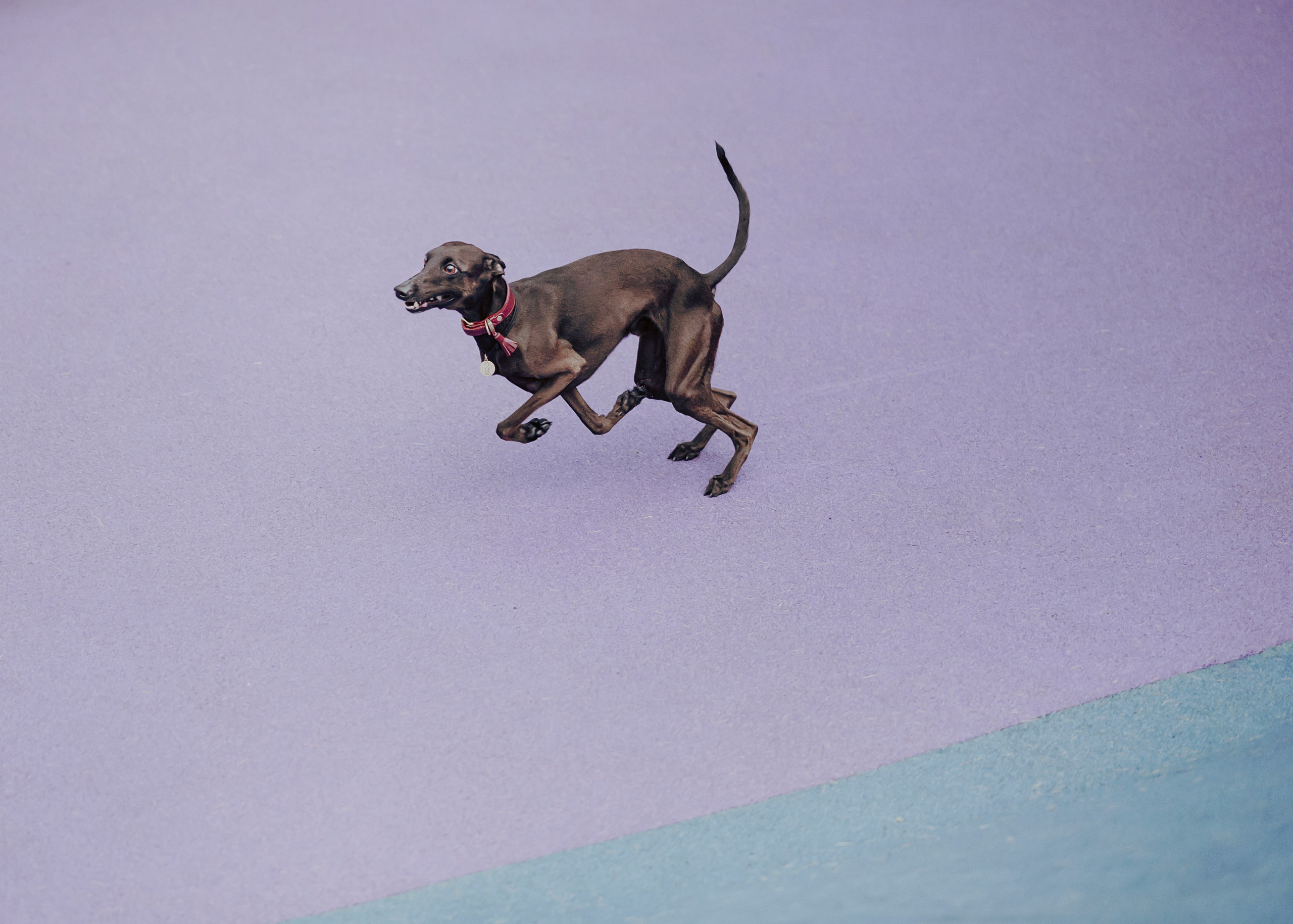 Дофи. Фотограф- анималист Александра Матвеева