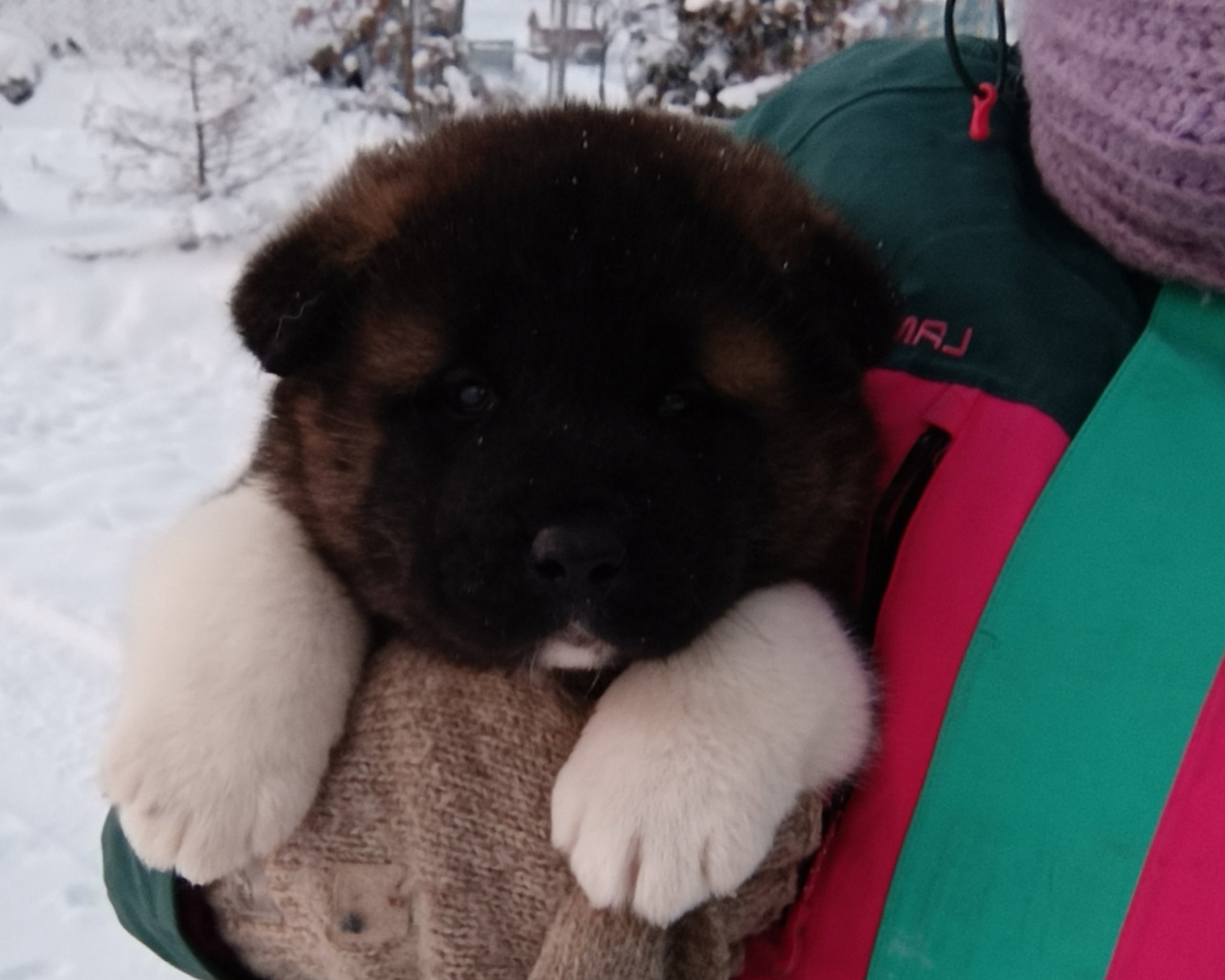 Rubylight Ctsar'. Американская акита I Сиба ину I Питомник RUBYLIGHT