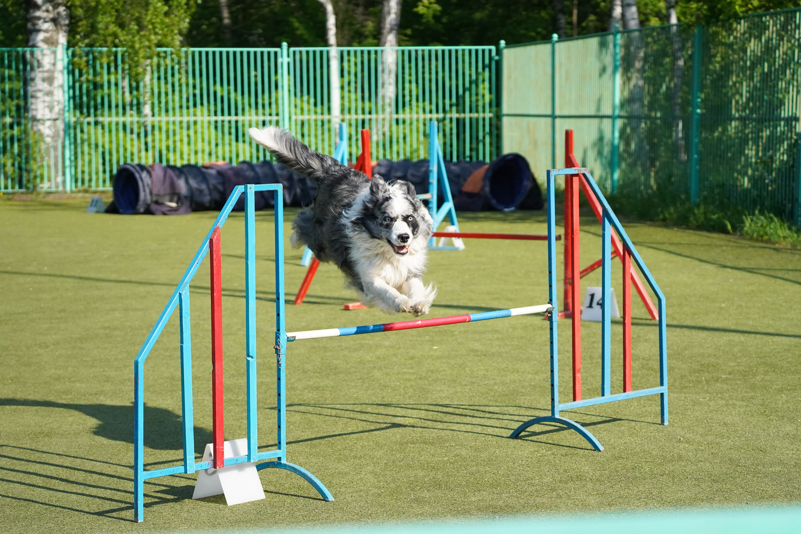 Аджилити 25.05.24, Санкт-Петербург. Фотограф-анималист Анастасия Большакова