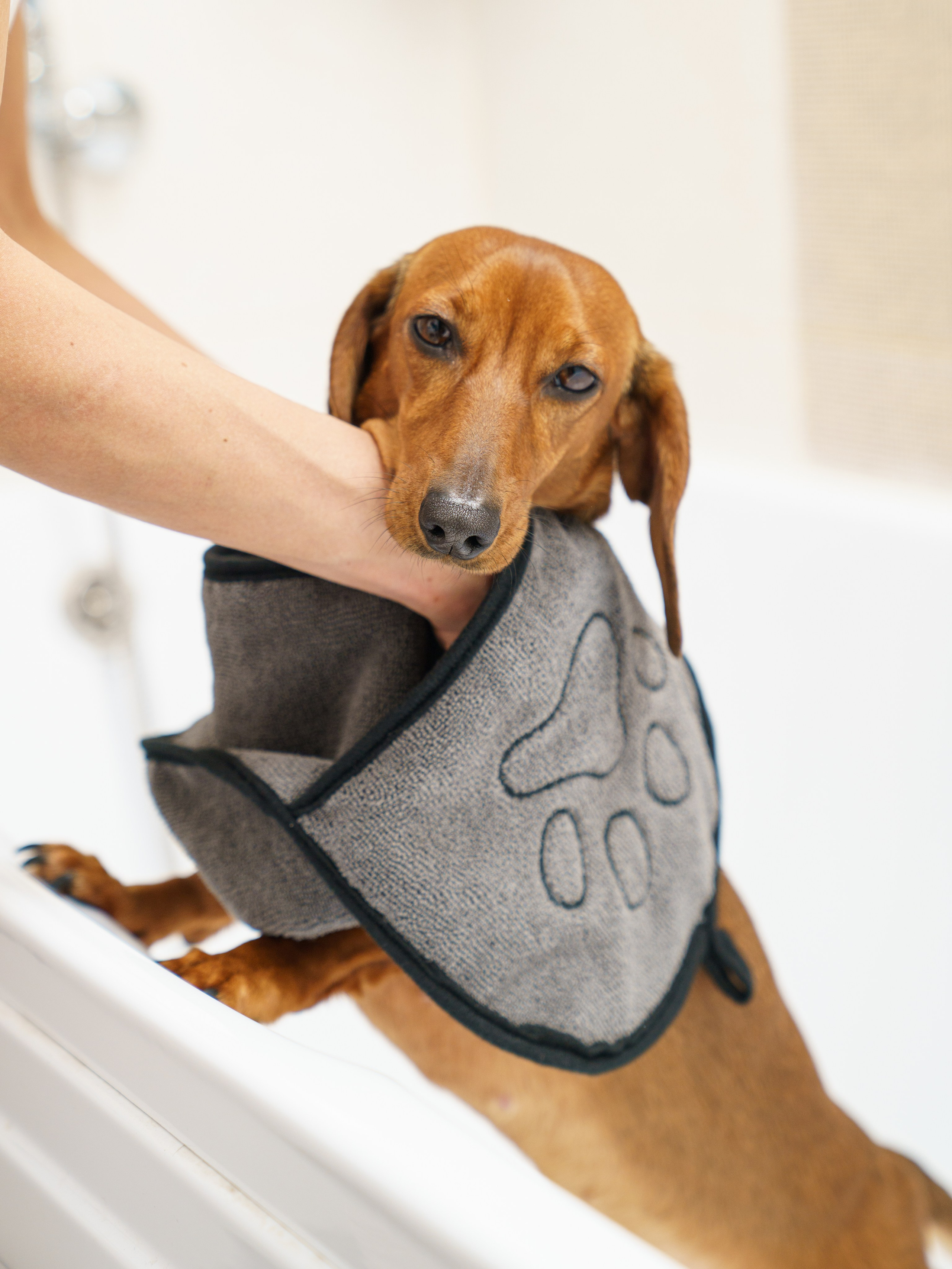 Съемки с животными. КЕД Студия-контент агентство полного цикла СПБ. Создаём фото, видео и контент, который помогает брендам и селлерам продавать больше