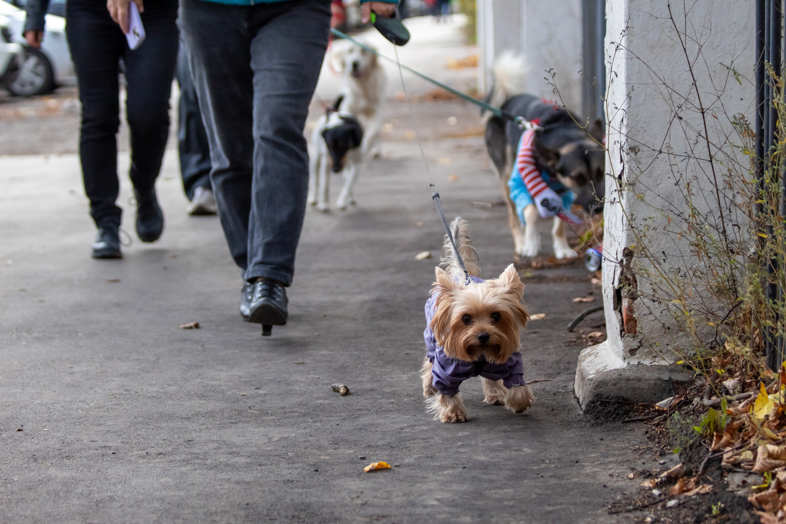 Костюмированный парад собак. Фотограф анималист — Тула, Москва