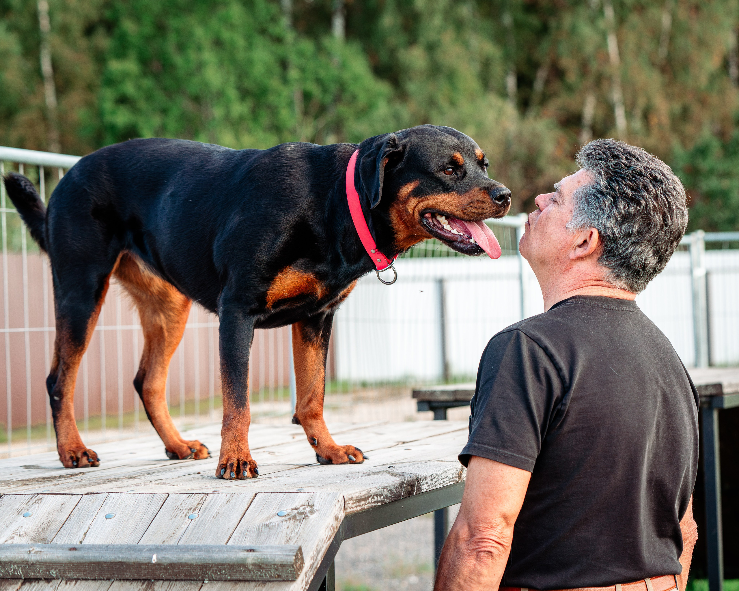 Ваш путь к ПОБЕДЕ (ТРЕНИРОВКИ). Фотограф-анималист, семейный фотограф в Москве и Подмосковье. Фотосъёмка кинологических дисциплин
