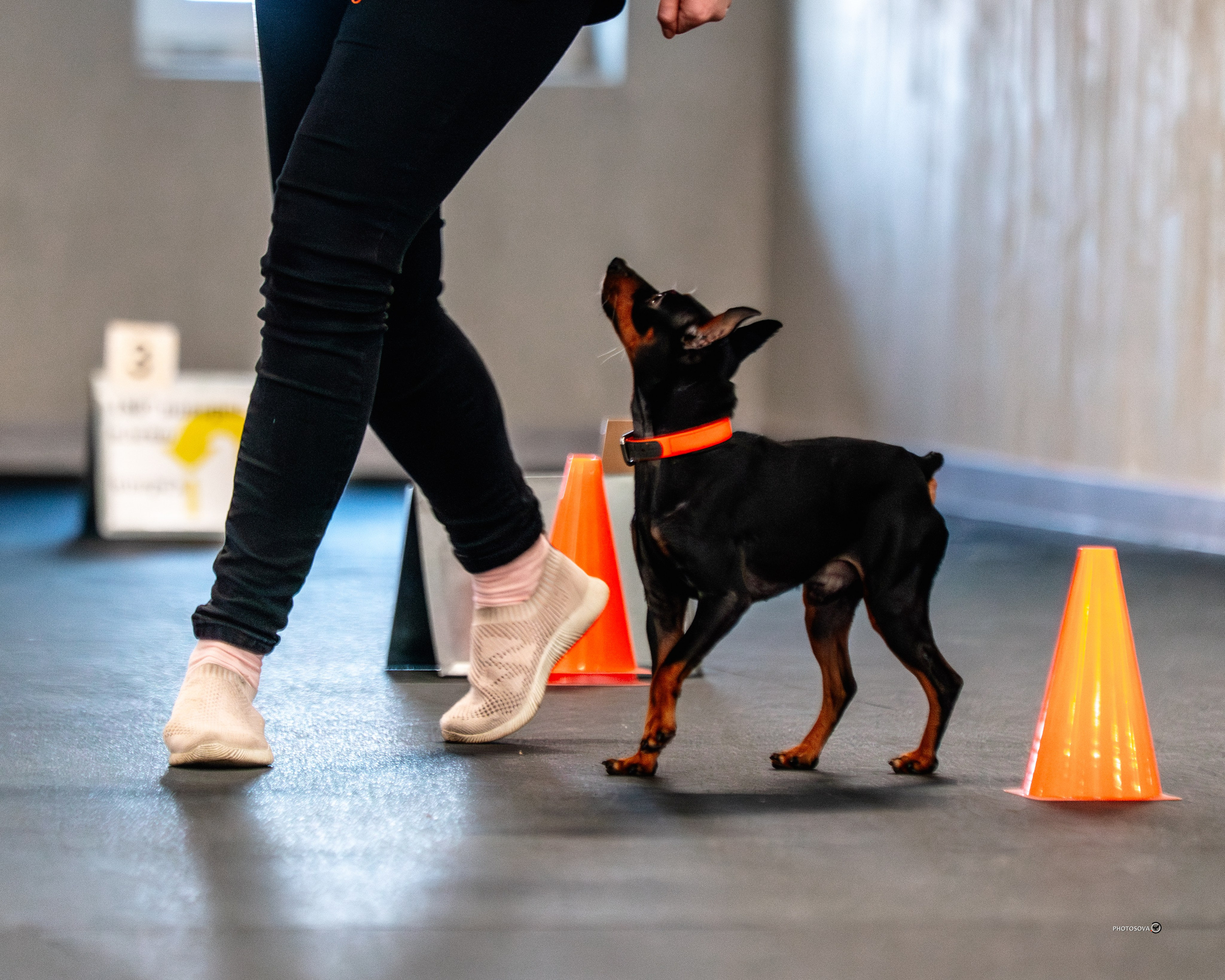 ТЫ И Я (соревнования по ралли-обидиенс). Фотограф-анималист, семейный фотограф в Москве и Подмосковье. Фотосъёмка кинологических дисциплин