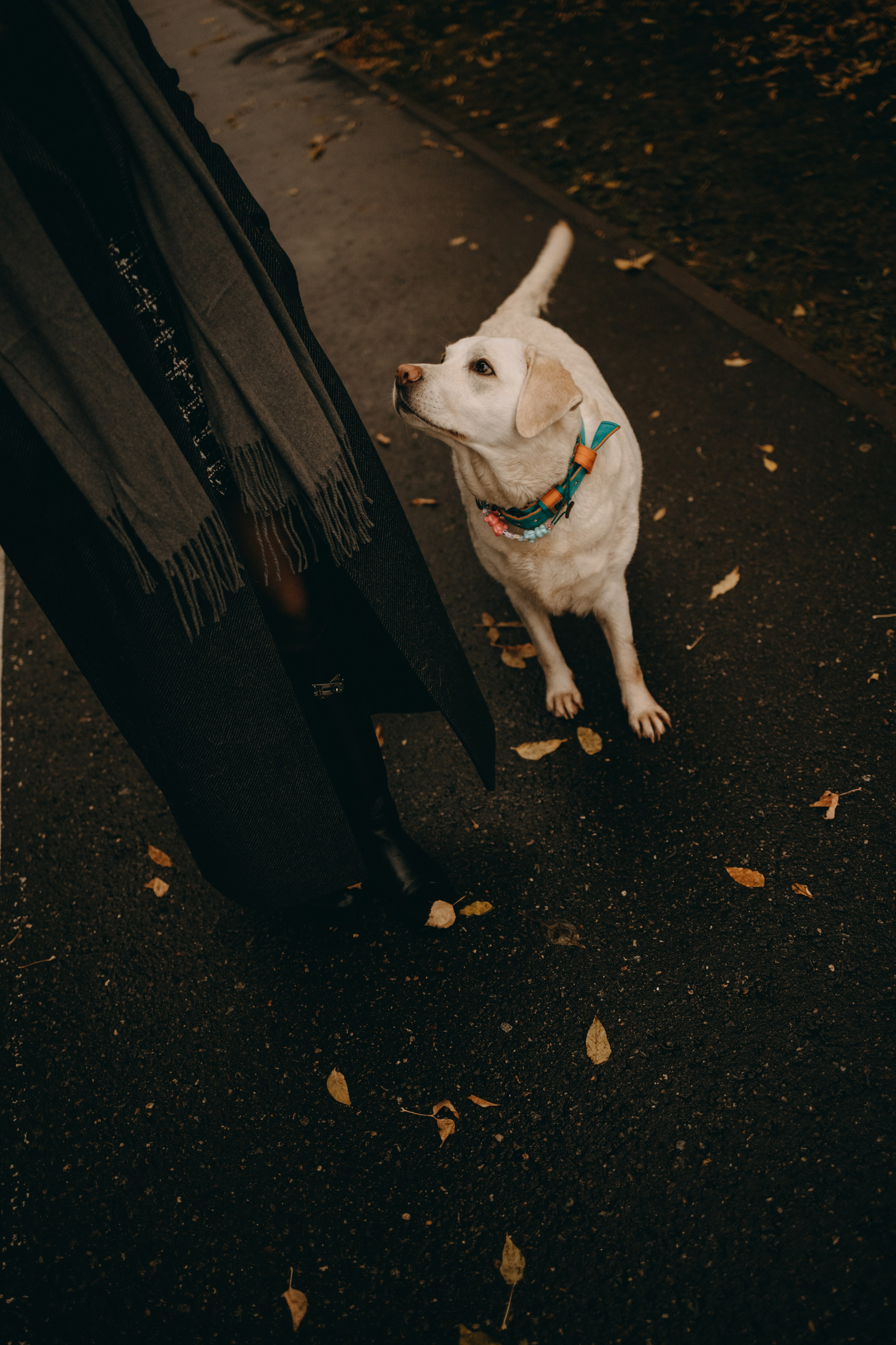 Женя и ее девочки. Фотограф — Анималист | Санкт-Петербург