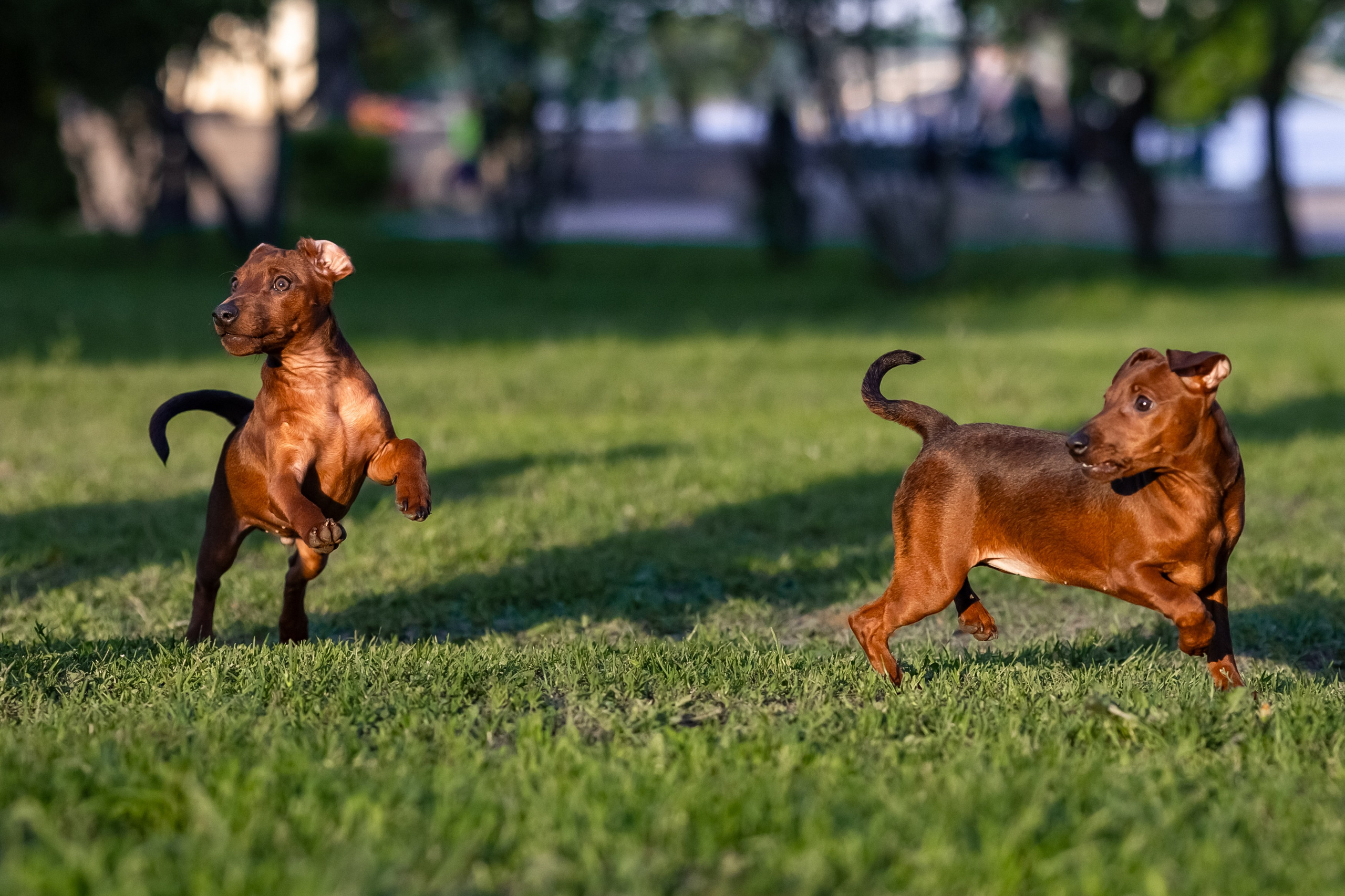 Пинчерята. Фотограф анималист Аня Ливанова | Рыбинск