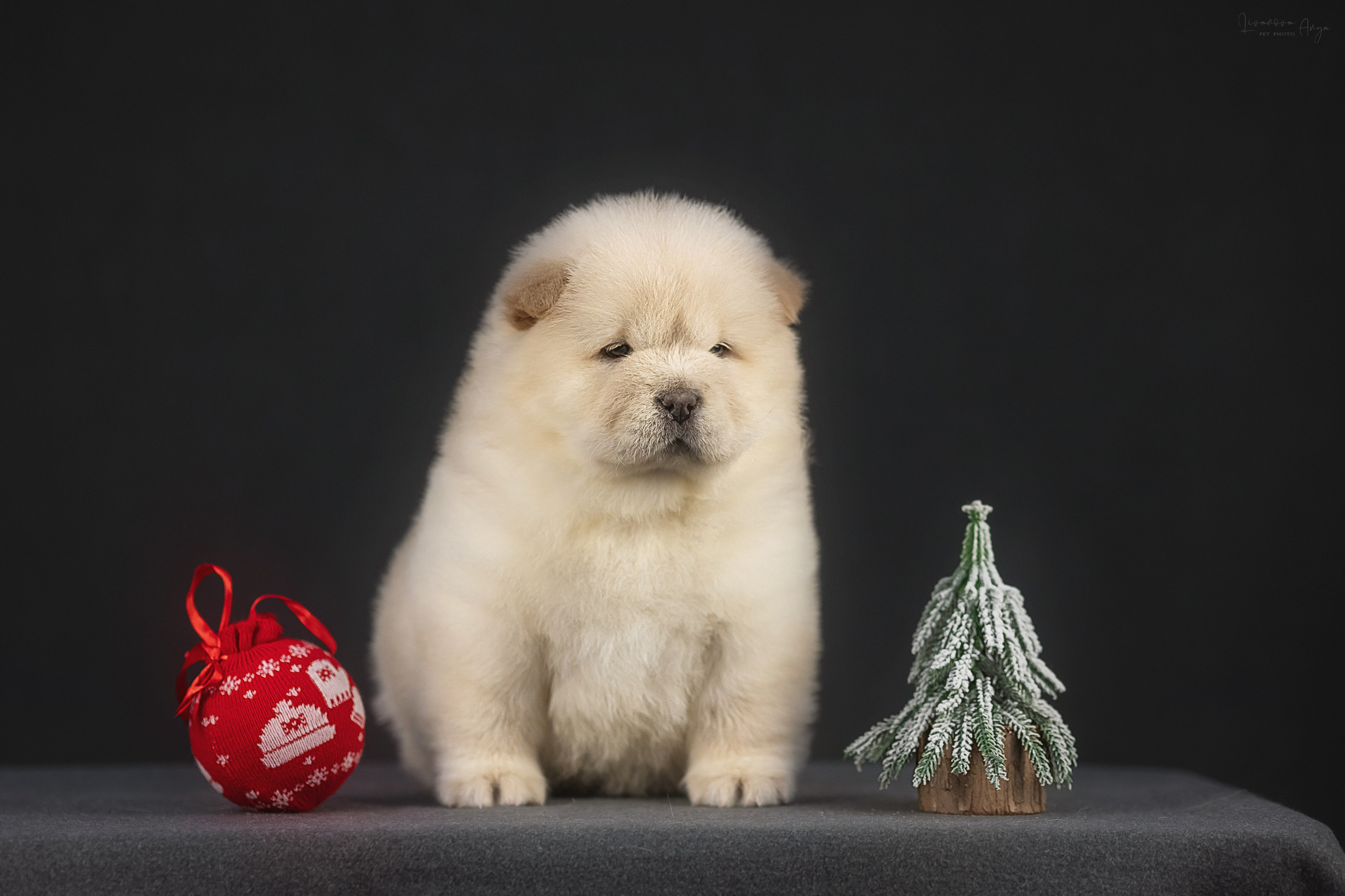Чаушки. Фотограф анималист Аня Ливанова | Рыбинск