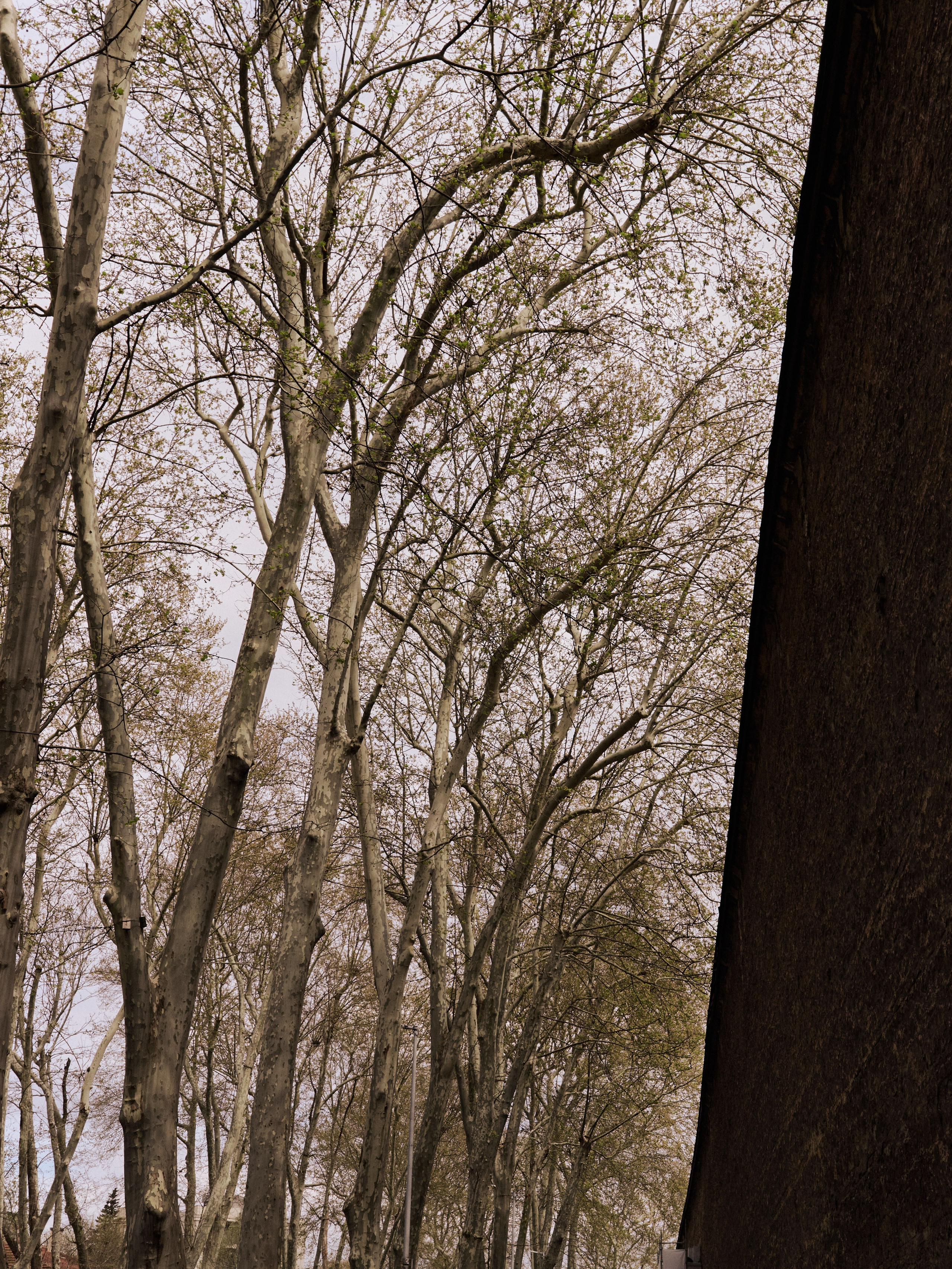 Природа сквозь. Jorgis Talè — photographer, kind person, teacher of arts and other mag