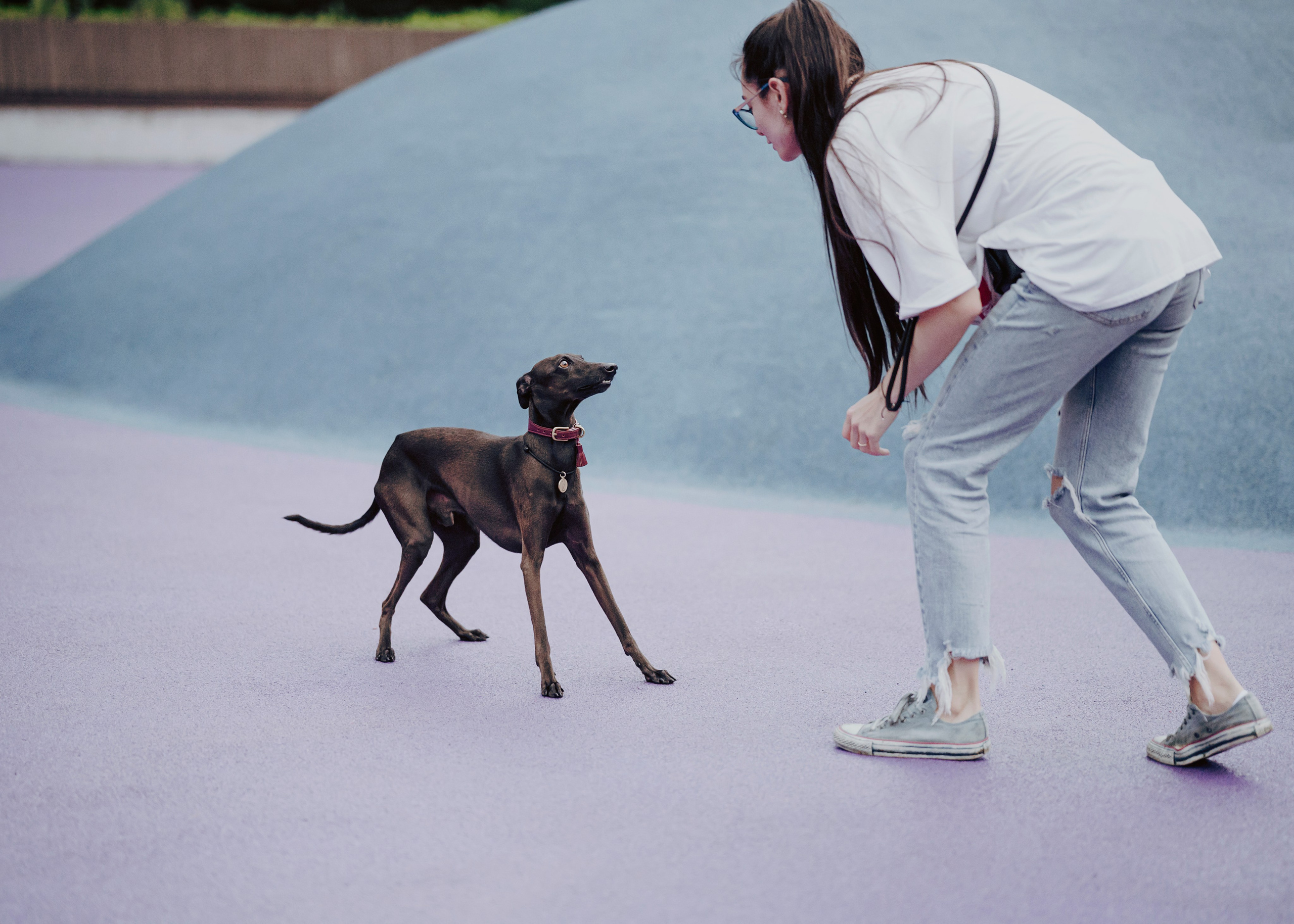 Дофи. Фотограф- анималист Александра Матвеева