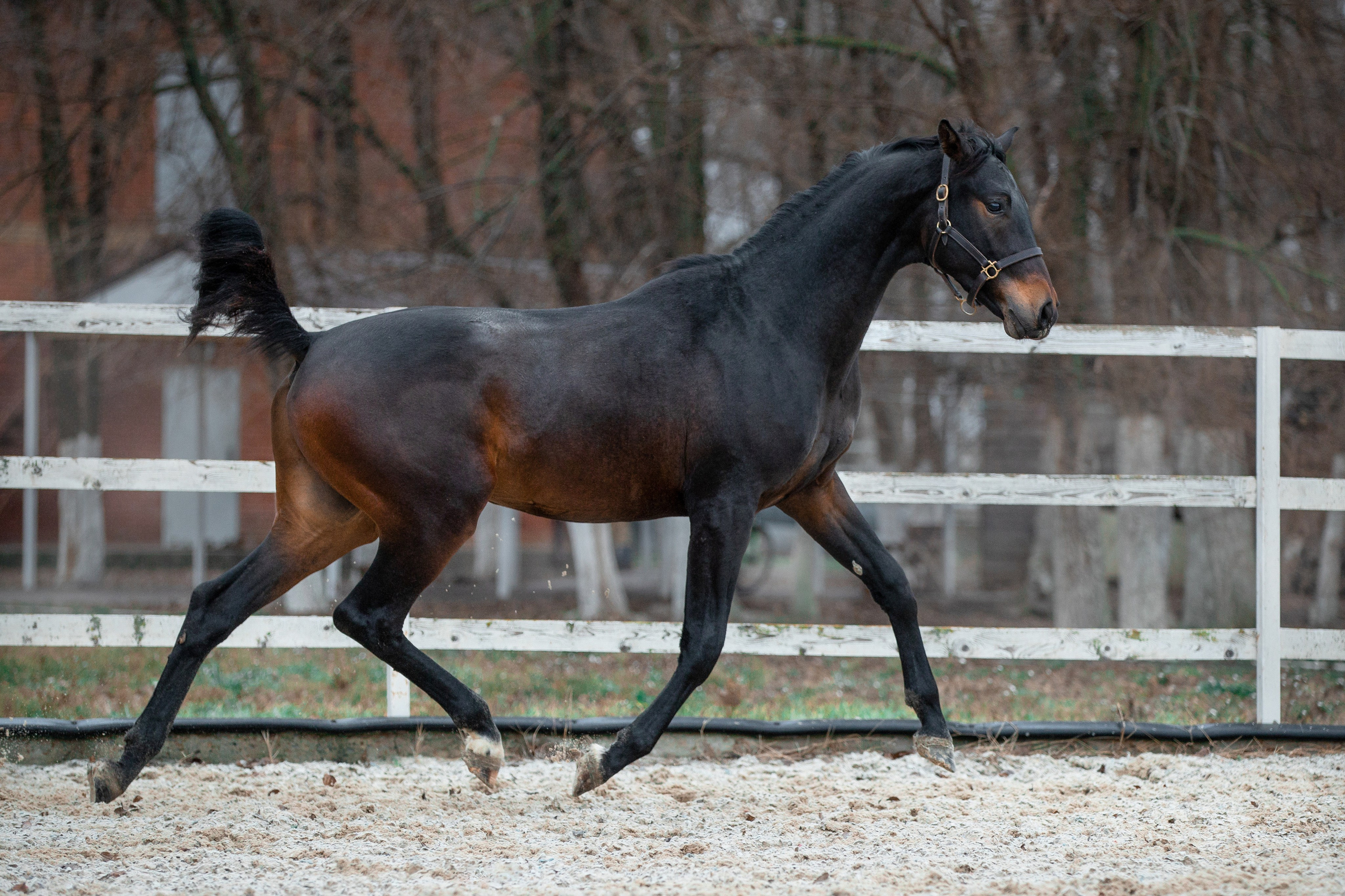 В движении. Фотограф-анималист Ксендзова Кристина