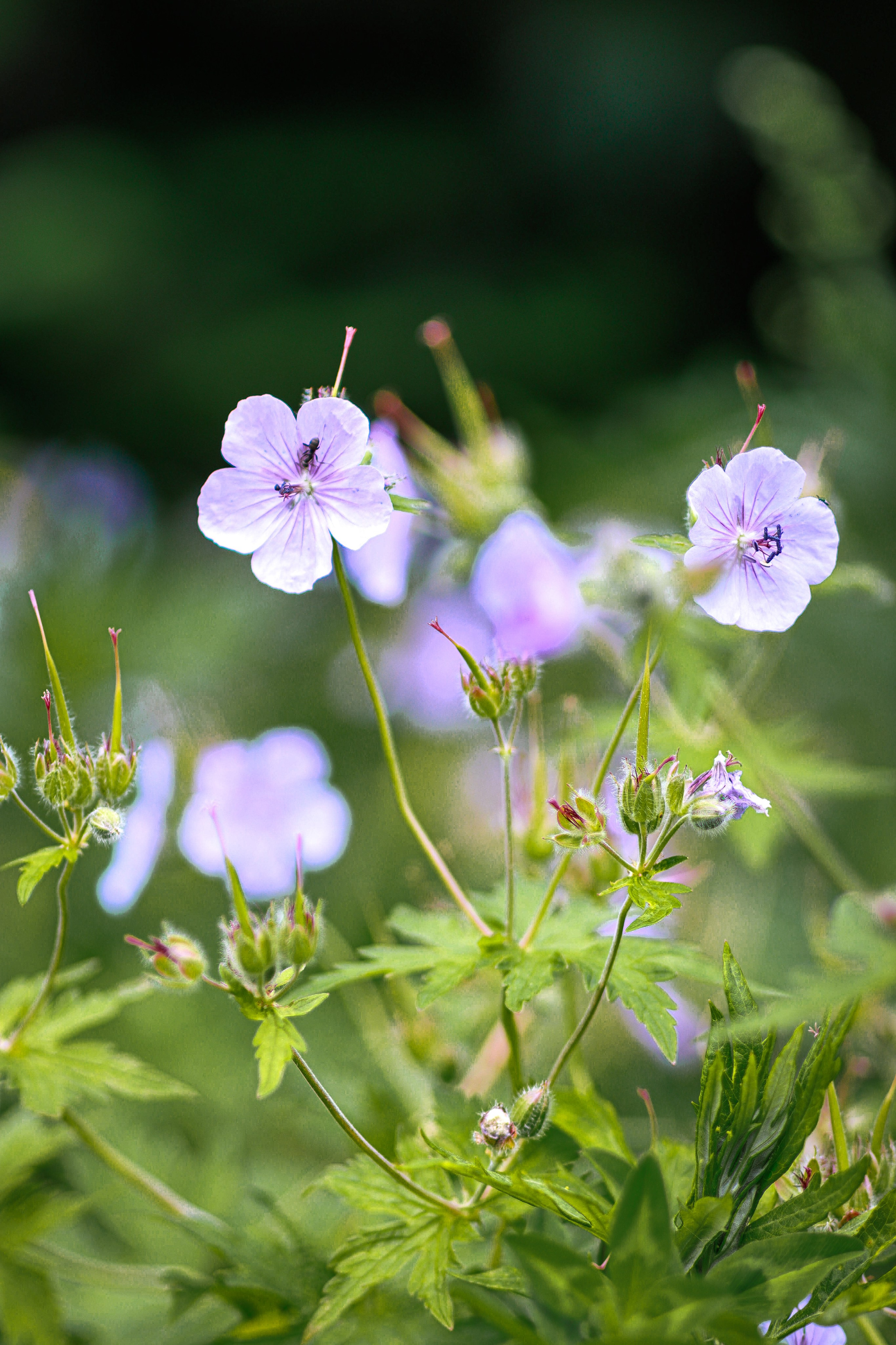 Маяк Тонин на мысе Свободном. Карафуто. Фотограф в Южно-Сахалинске Гусаков Евгений