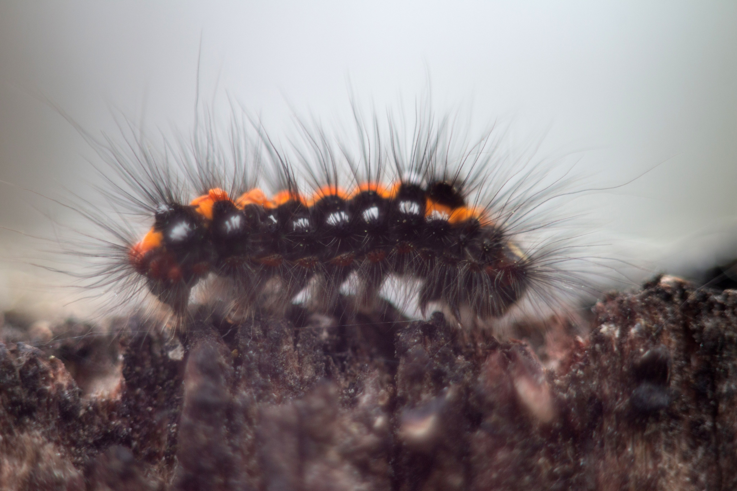 Макро. Фотограф Лагутин Анатолий