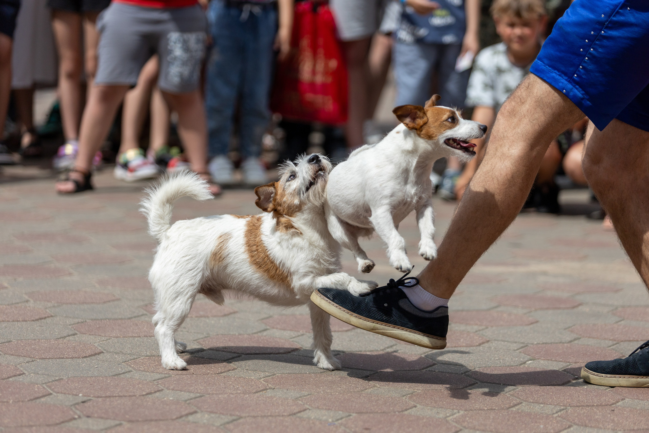 Детифест в дудутках. Профессиональный интерьерный и репортажный фотограф Минск и РБ. Максим Орлов