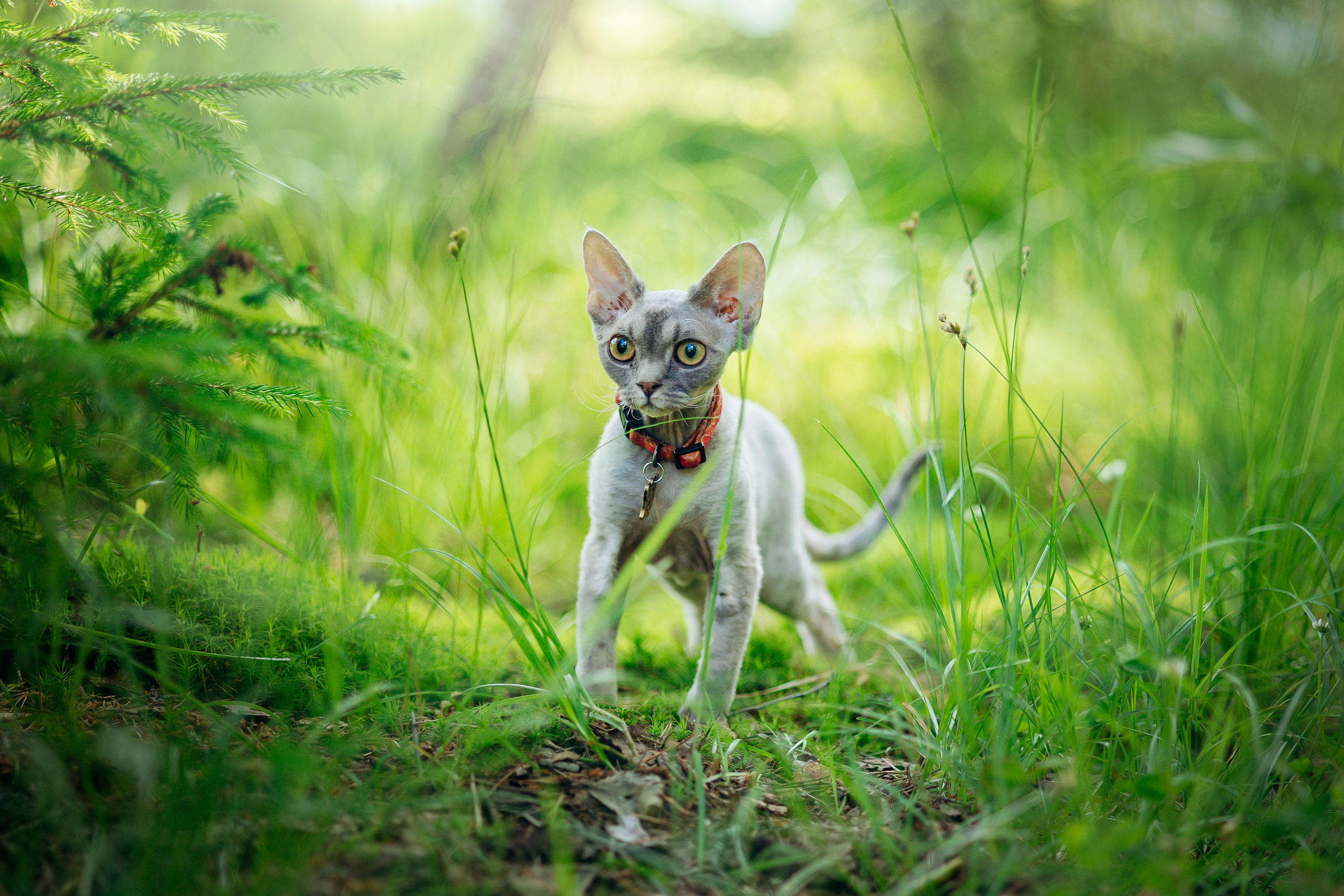 Котофеи и их семья. Фотограф — Анималист | Санкт-Петербург