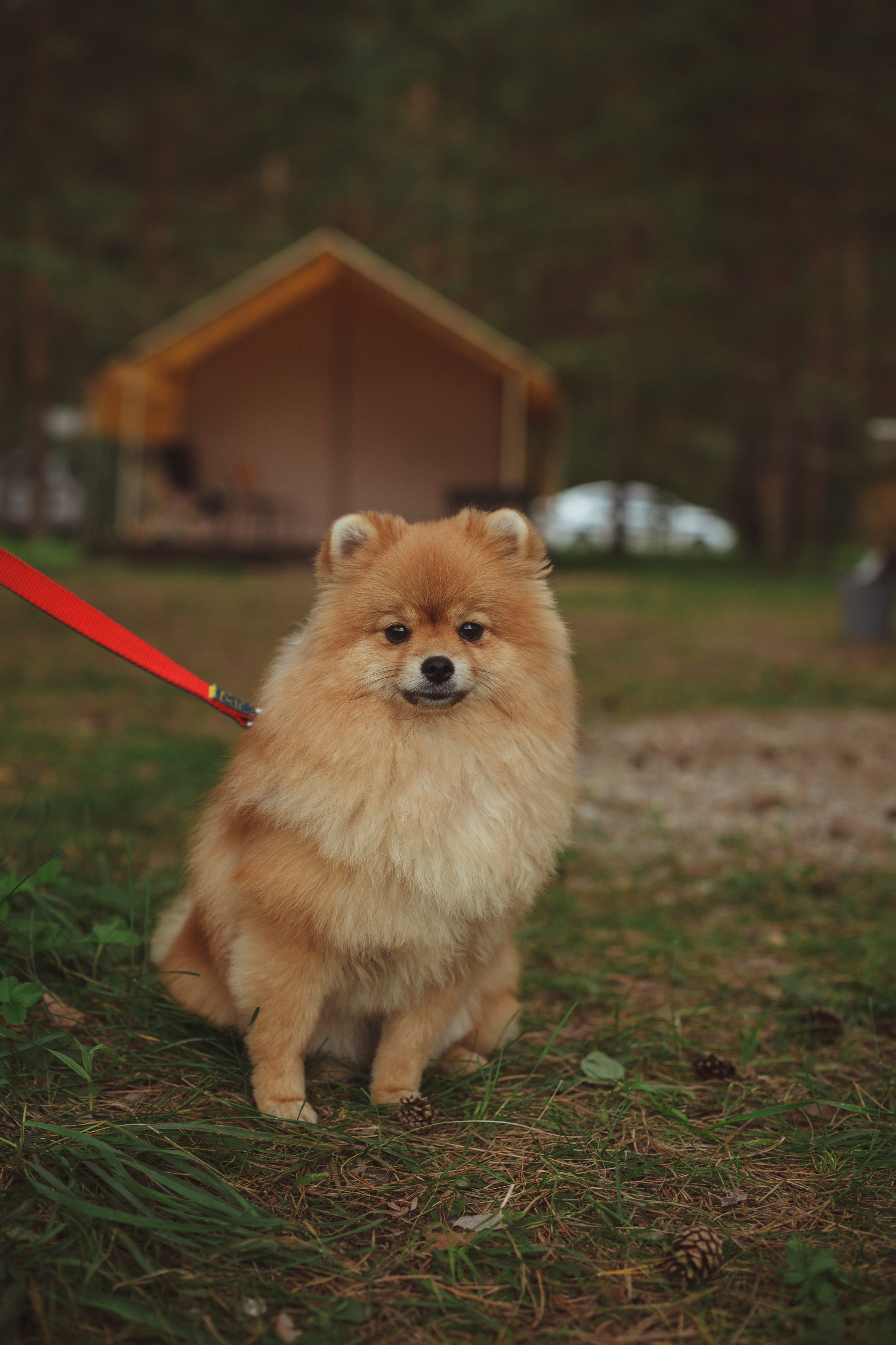 Дивий Камень | Глэмпинг. Семейный и детский фотограф в Сухом Логу Ольга Кайгородова