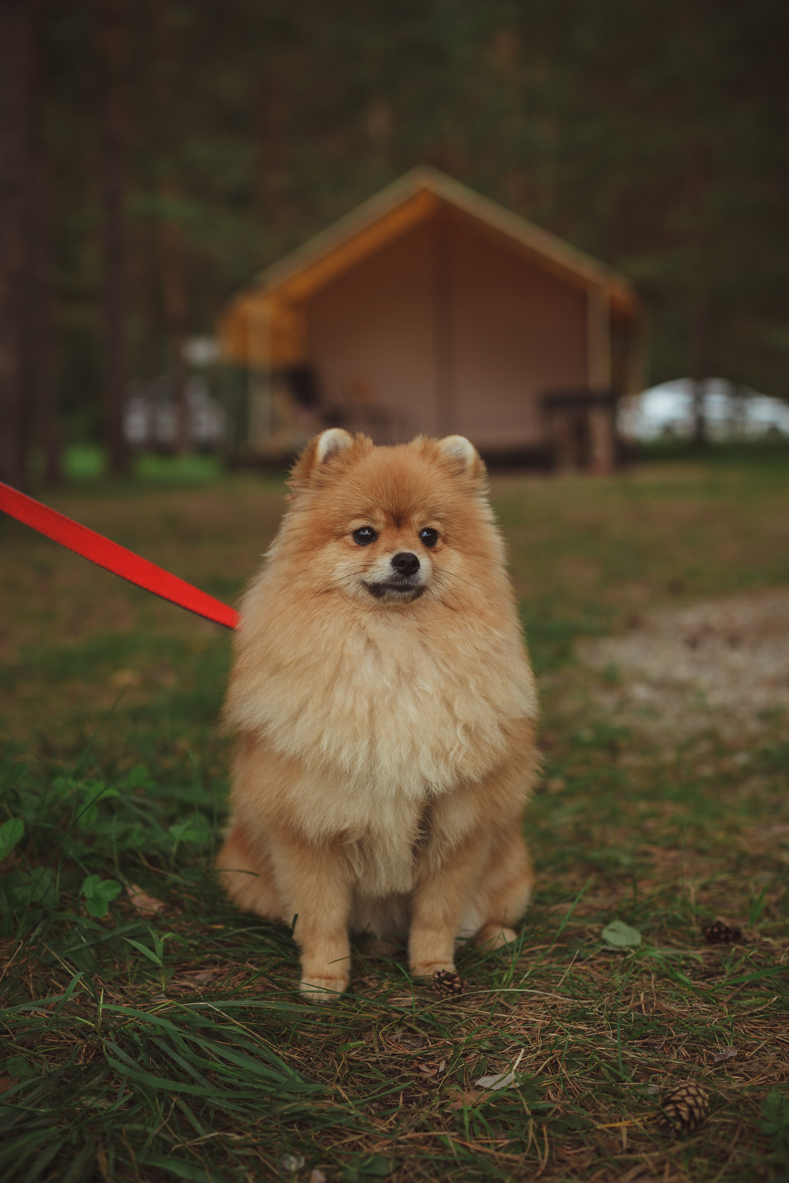 Дивий Камень | Глэмпинг. Семейный и детский фотограф в Сухом Логу Ольга Кайгородова