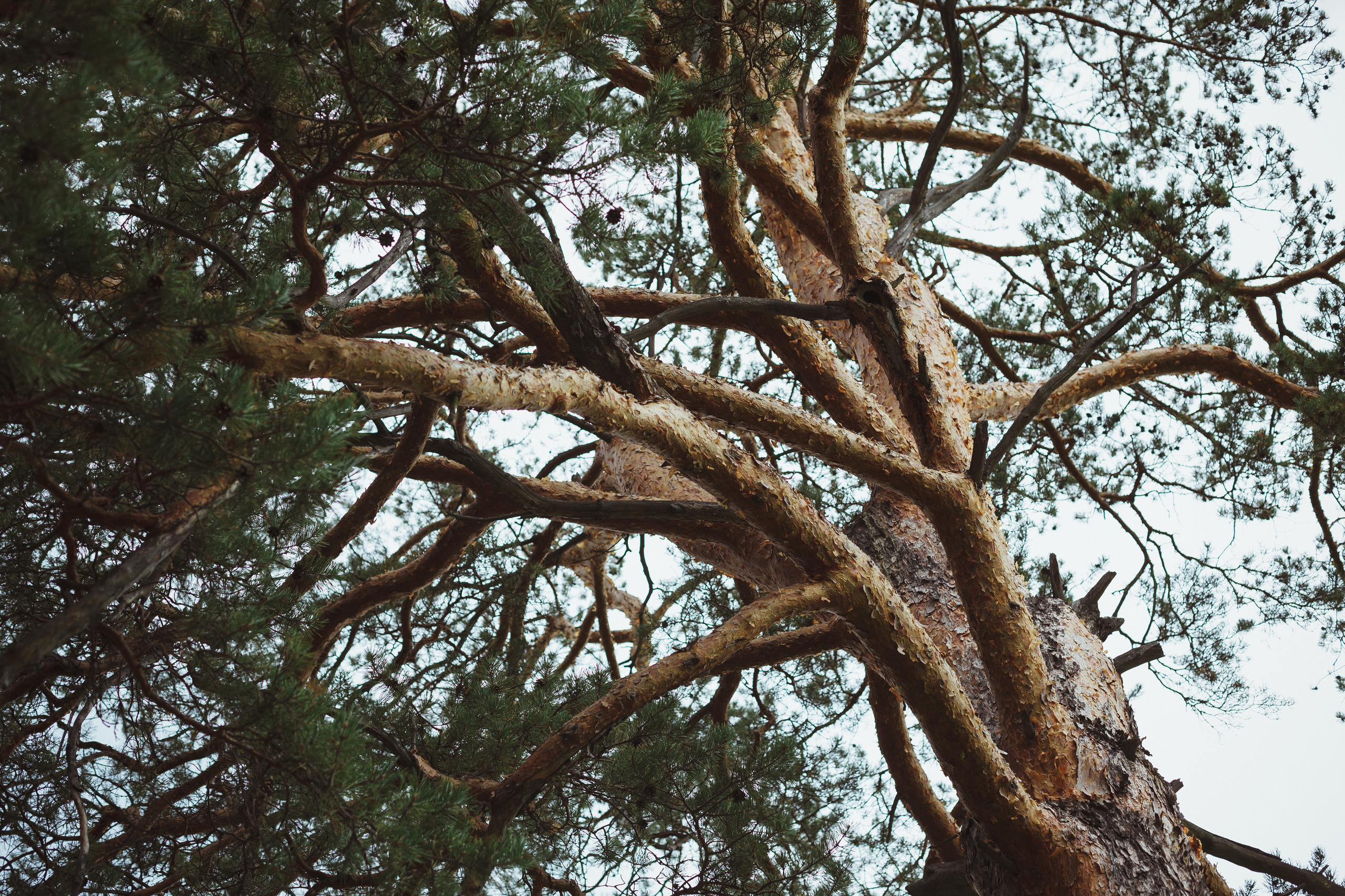 Дивий Камень | Глэмпинг. Семейный и детский фотограф в Сухом Логу Ольга Кайгородова