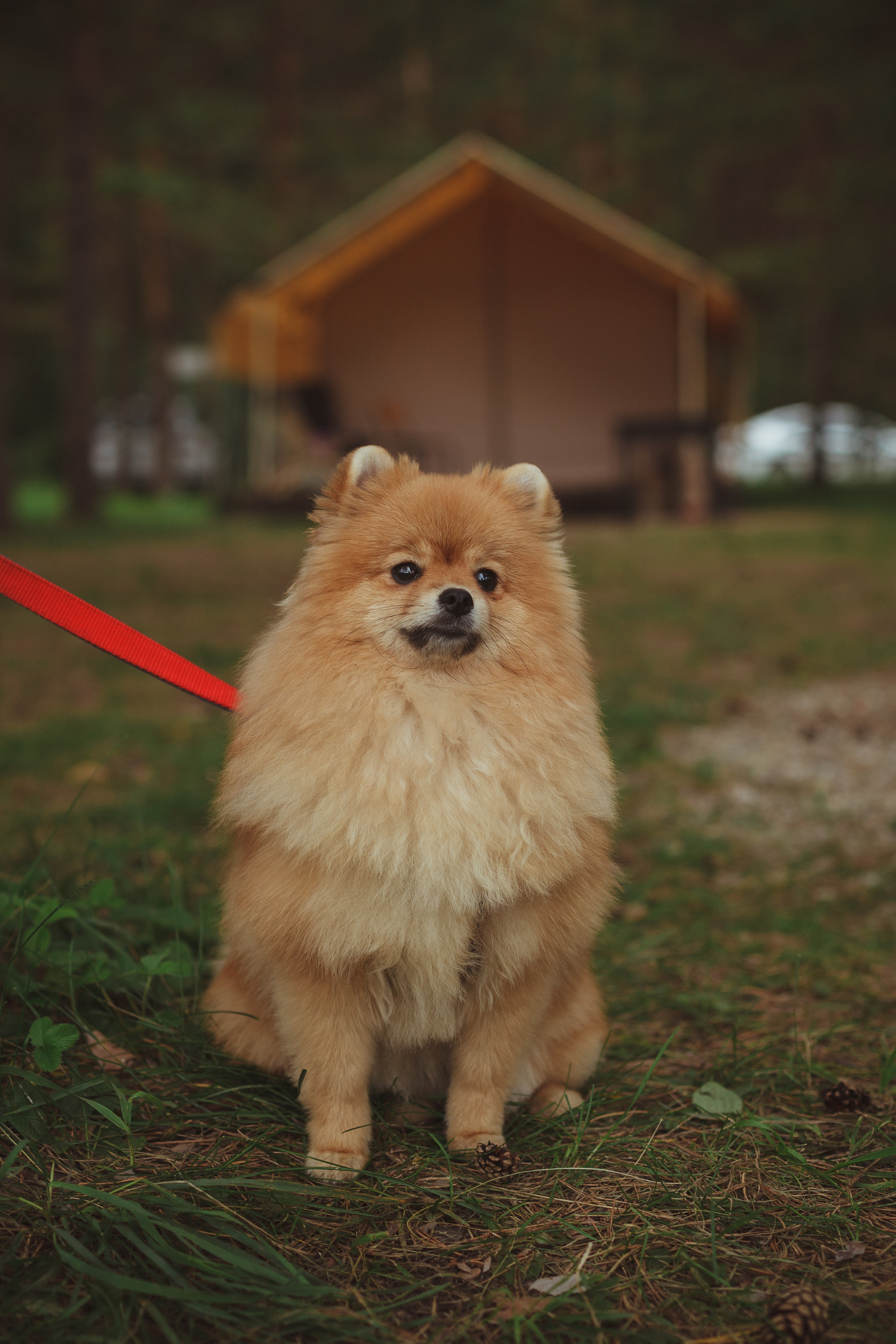 Дивий Камень | Глэмпинг. Семейный и детский фотограф в Сухом Логу Ольга Кайгородова