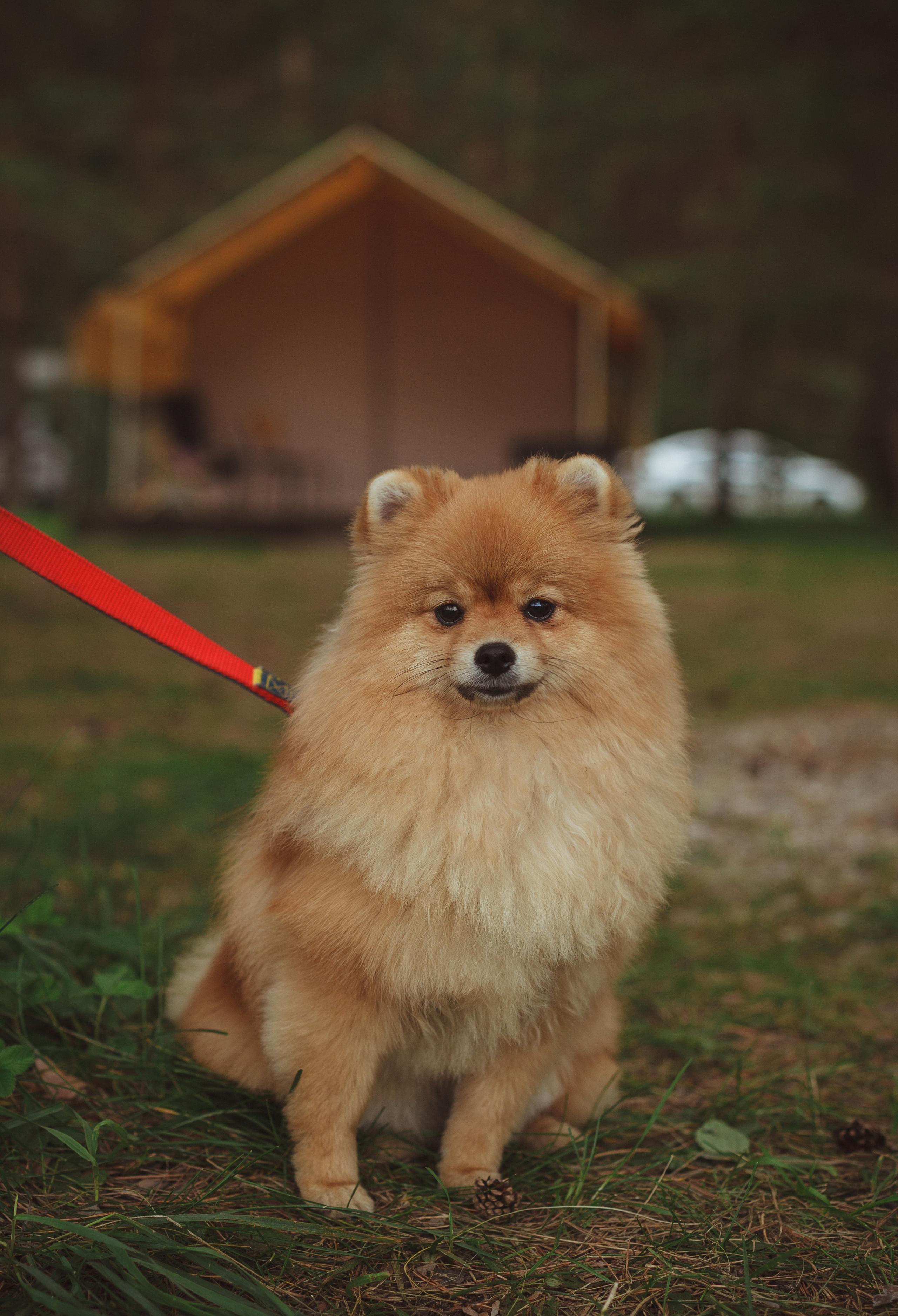 Дивий Камень | Глэмпинг. Семейный и детский фотограф в Сухом Логу Ольга Кайгородова