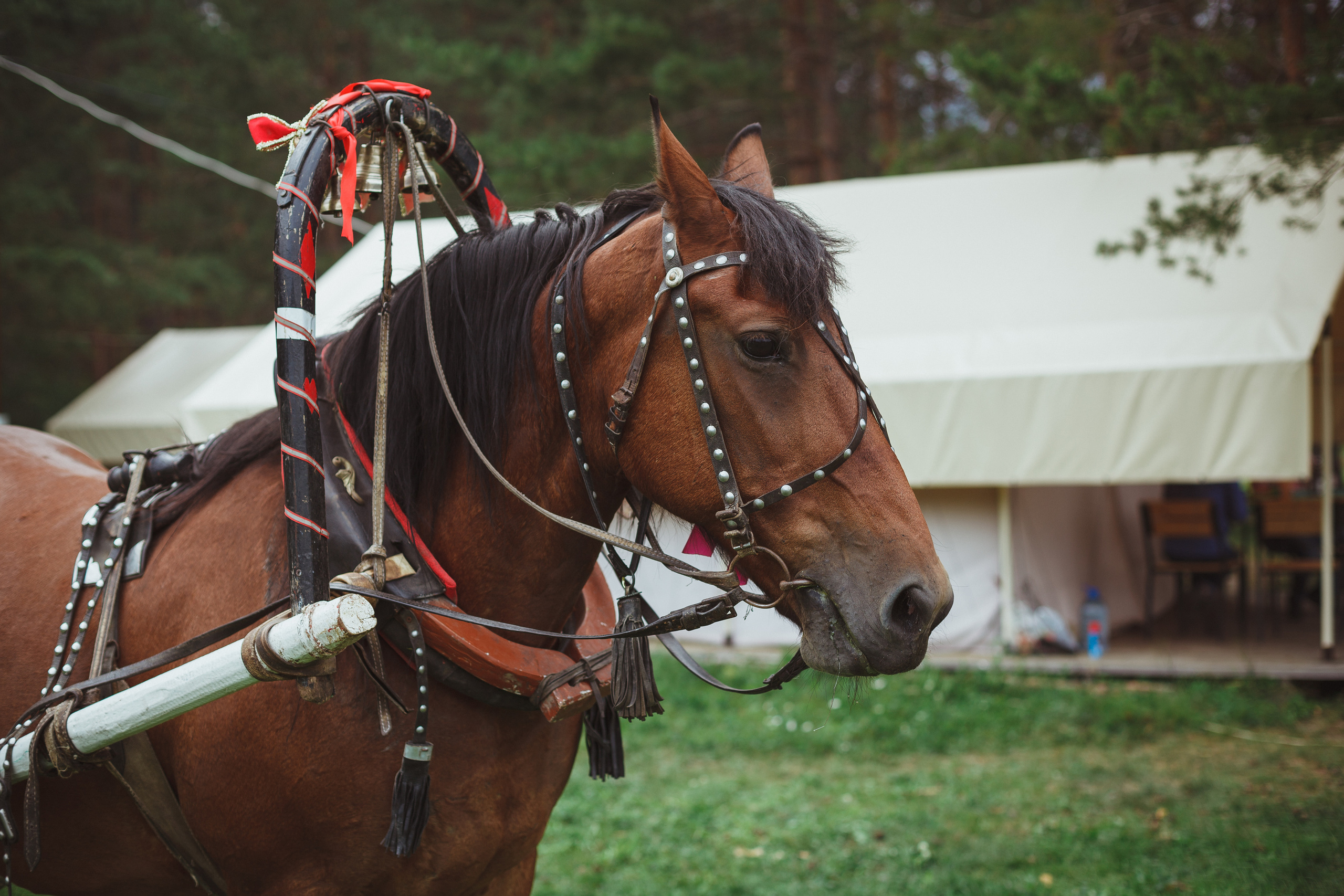 Дивий Камень | Глэмпинг. Семейный и детский фотограф в Сухом Логу Ольга Кайгородова