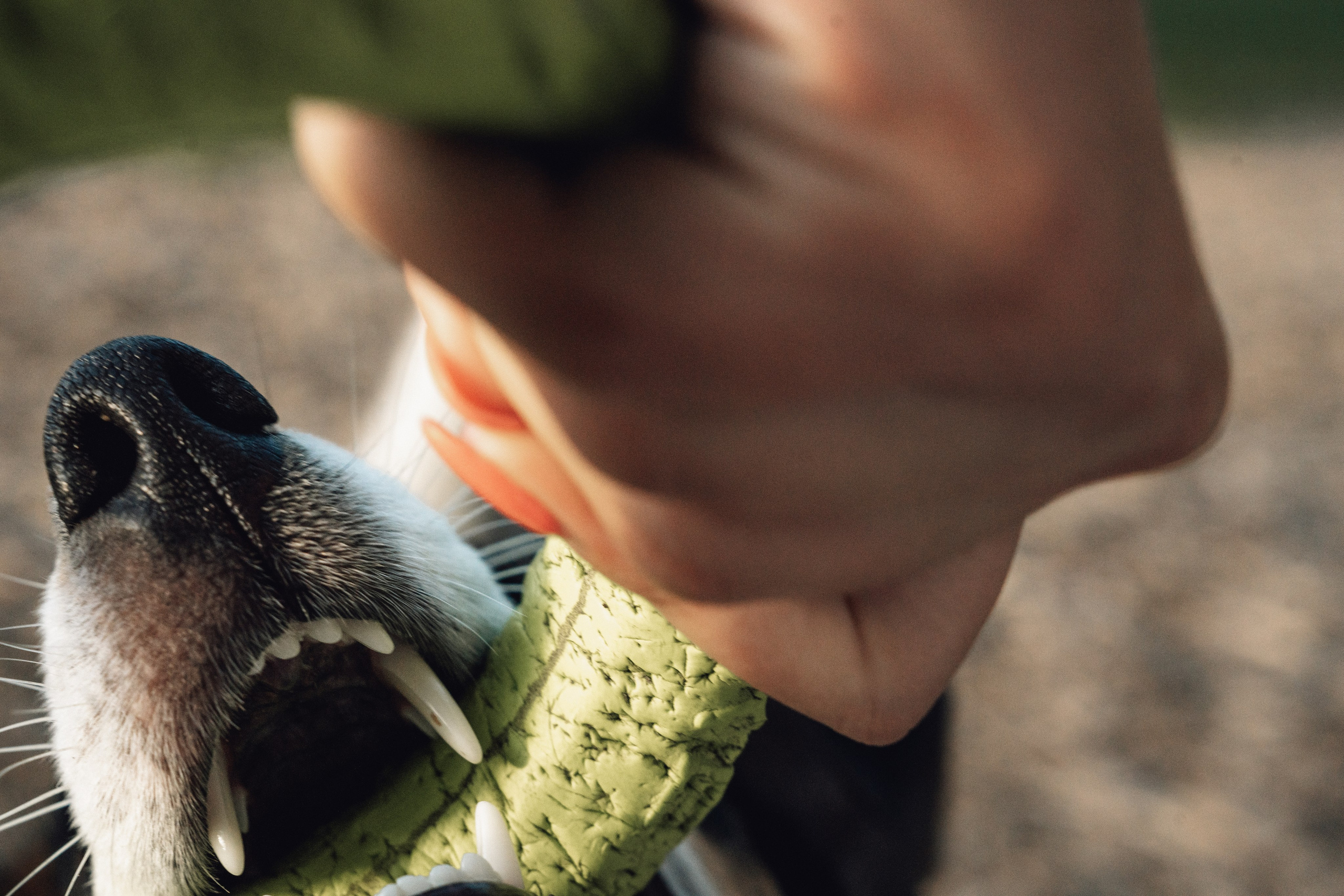 Аня и Луна. Фотограф и видеограф в Тюмени Екатерина Чернецкая