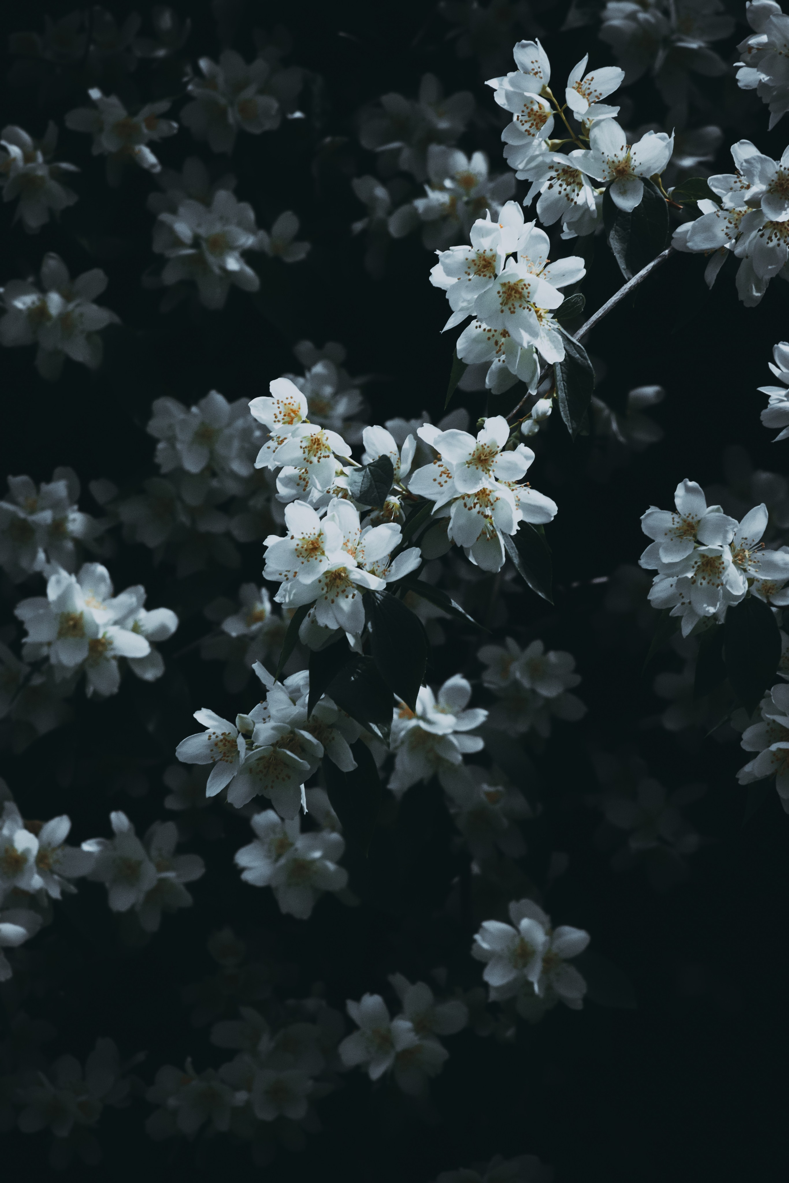 Р А С Т Е Н И Я. — Digital Noise —