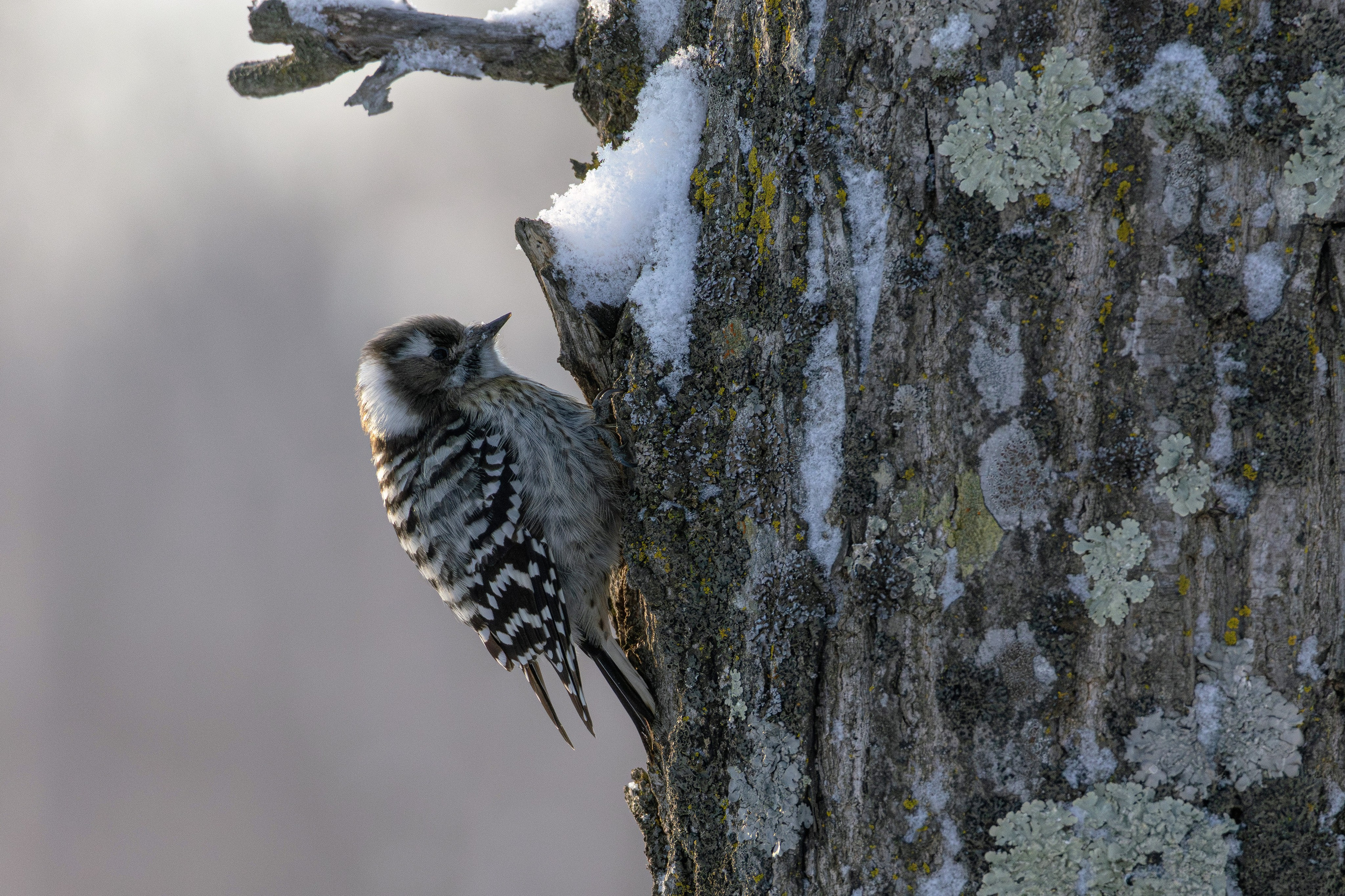 Малый острокрылый дятел на юге Приморского края (фотография птицы на дереве)