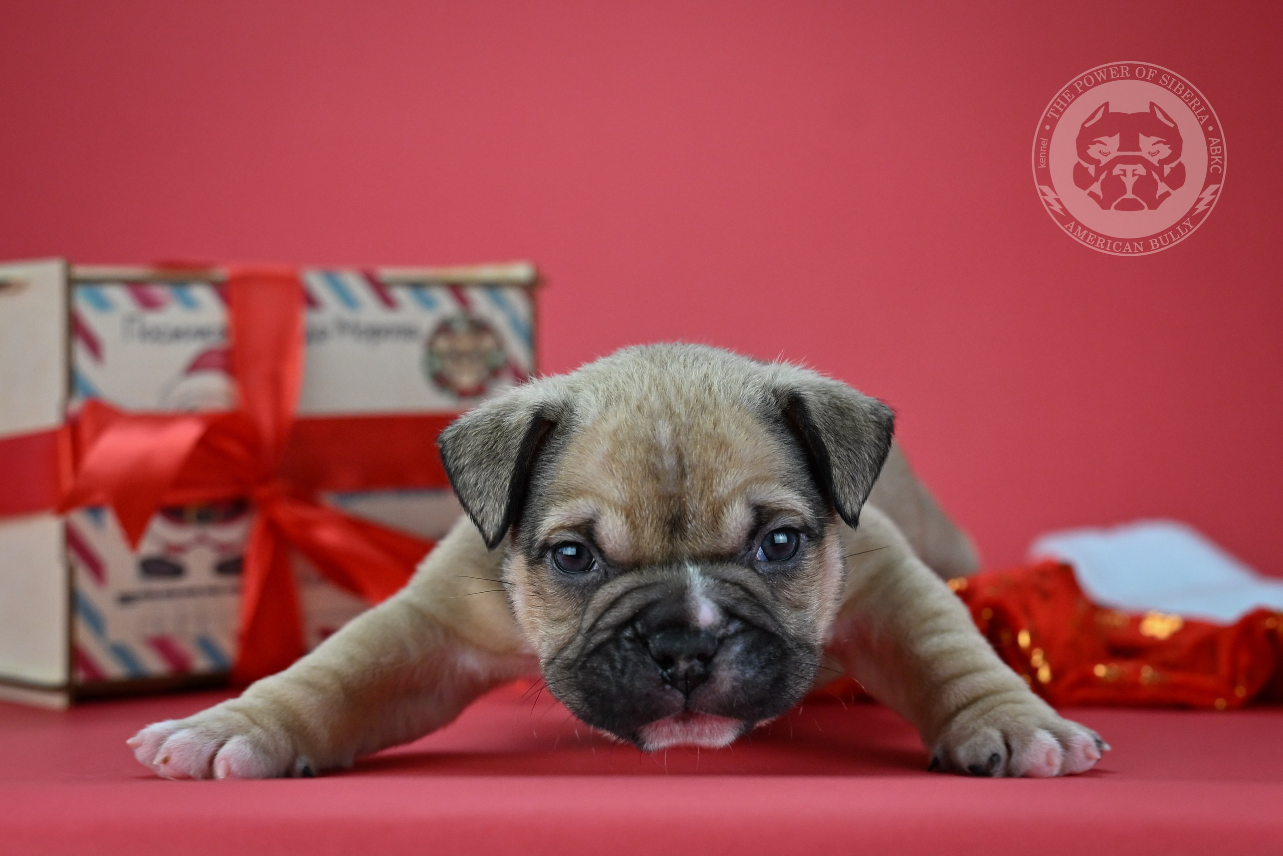 22.11.25 Тагира-Каспер. Американский Булли в г. Ростов-на-Дону. Питомник THE POWER OF SIBERIA