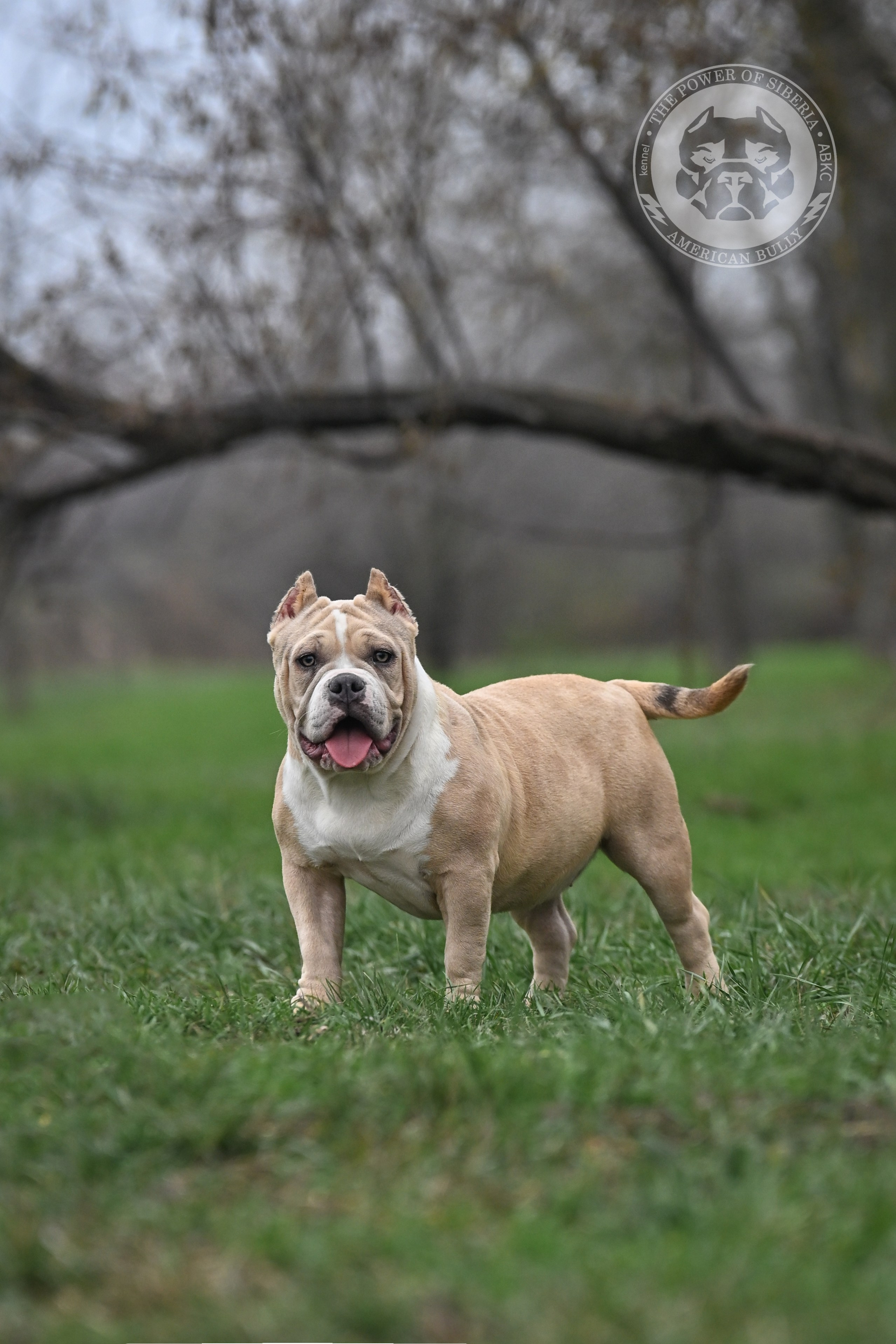 официальный питомник Американских булли	в НСК, официальный питомник амбулли	в НСК, купить щенка из официального питомника американских булли	в НСК, кобель для вязки америкаснкий булли	в НСК, кобель для вязки American Bully	в НСК, продажа щенков амбулли	в НСК, продажа амбулли	в НСК, 