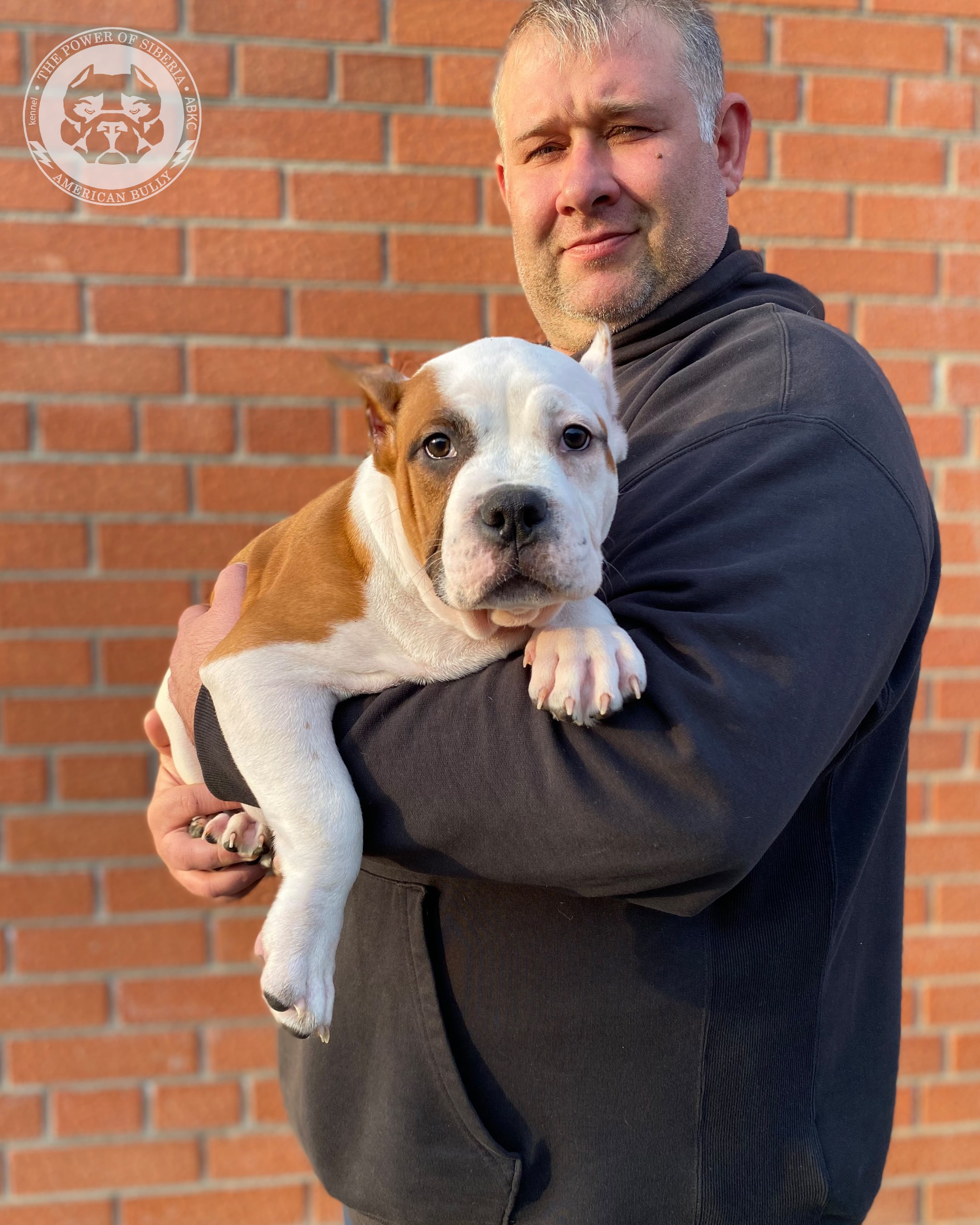 Свободные щенки Американский Булли стандарт и Свободные щенки Американский Булли классик. Американский Булли в г. Ростов-на-Дону. Питомник THE POWER OF SIBERIA