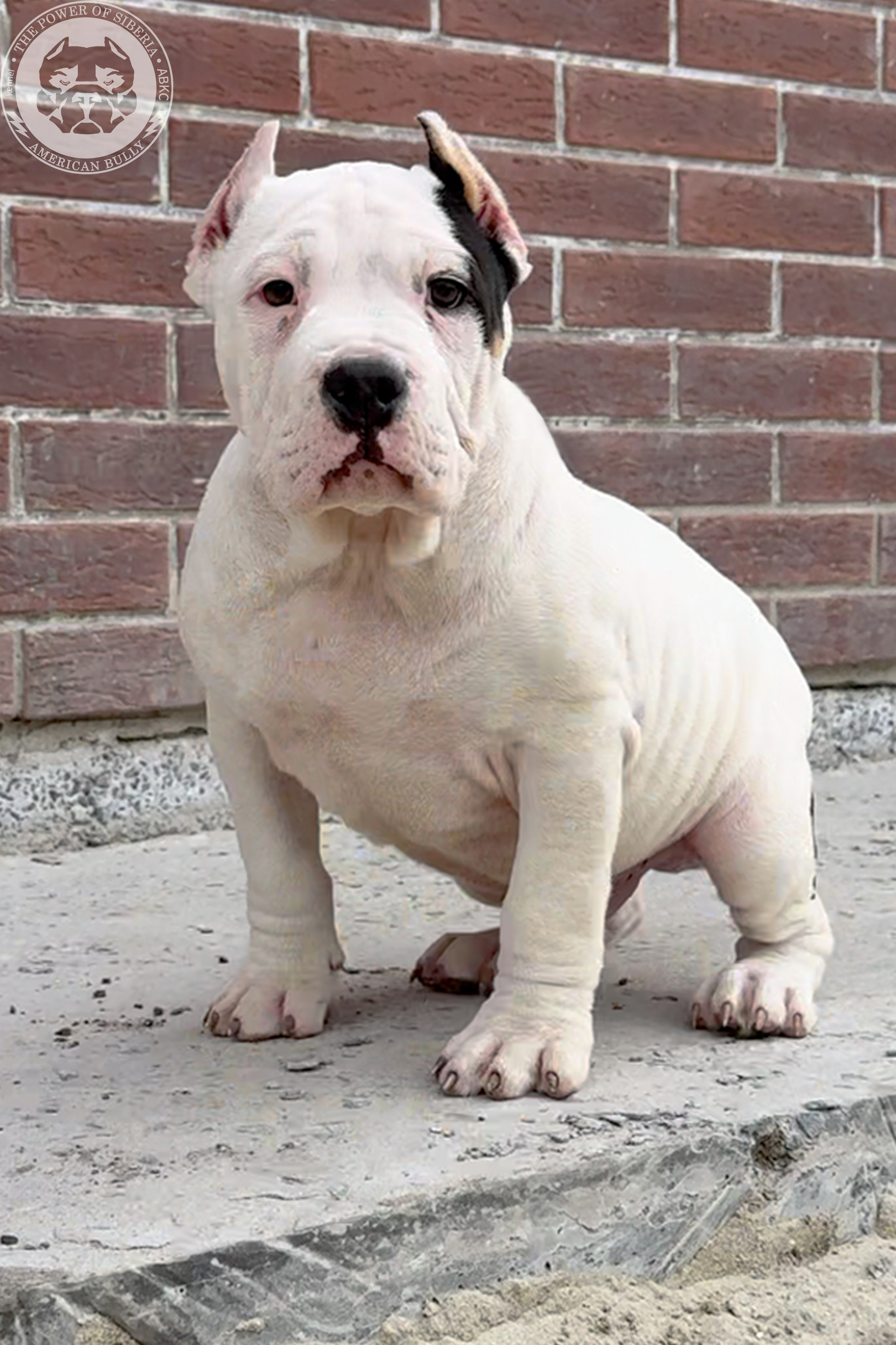 20.01.26-Рокси-Арчи. Американский Булли в г. Ростов-на-Дону. Питомник THE POWER OF SIBERIA