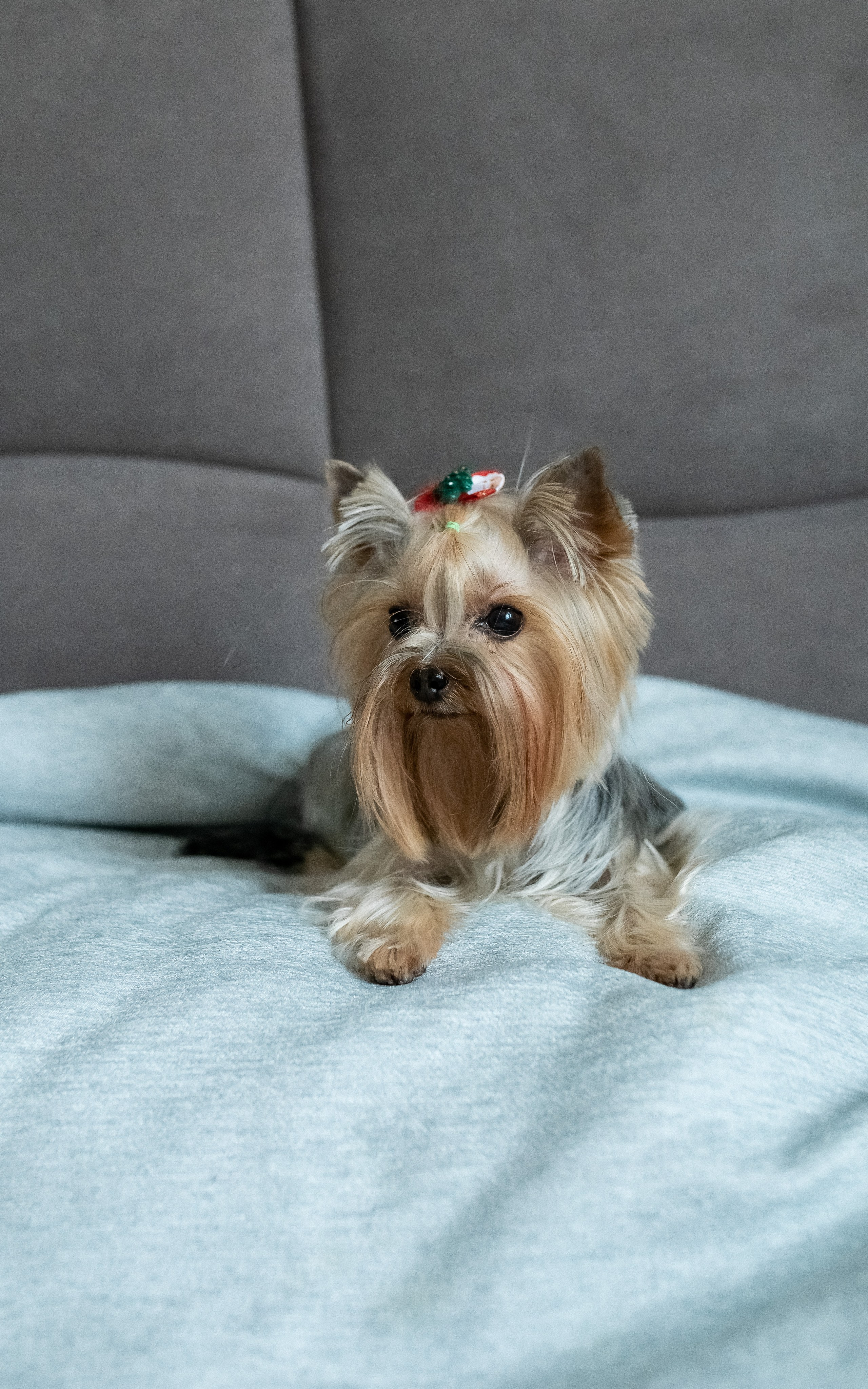 Тома и Даня с питомцами!. Профессиональный фотограф, Москва |Видное Елена Елизарова