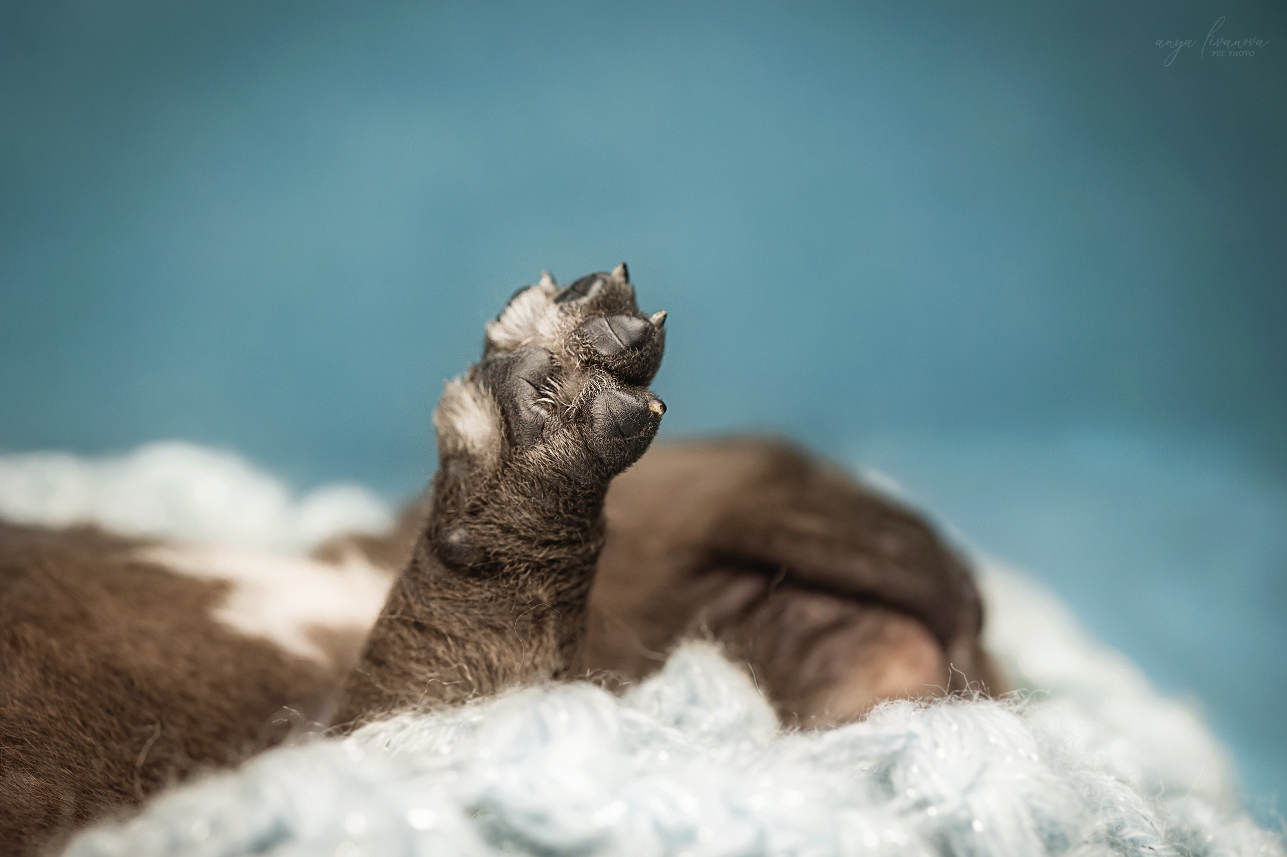 Амбулли. Фотограф анималист Аня Ливанова | Рыбинск