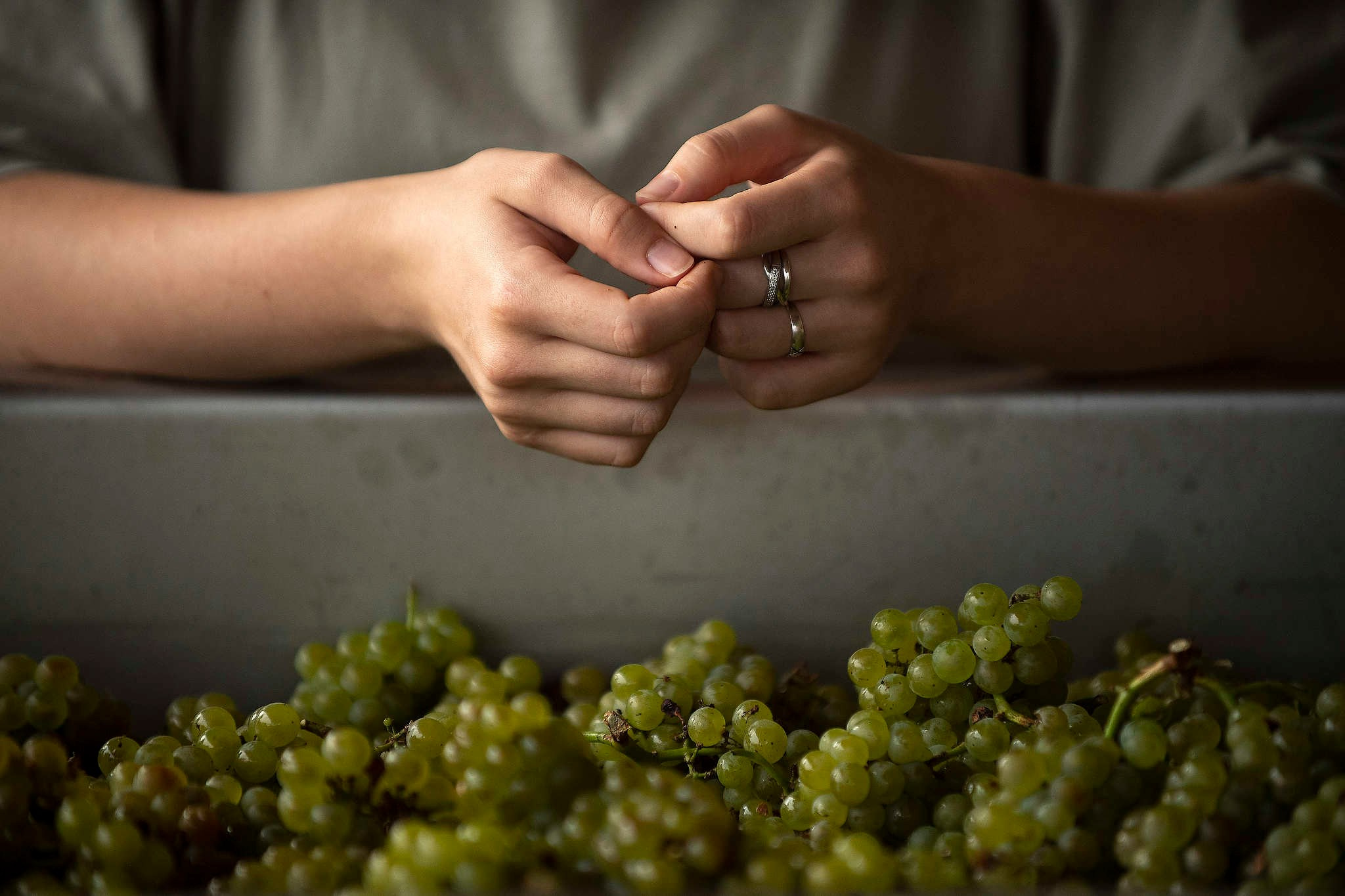 Винодельни Краснодарского края. Фотограф Михаил Мордасов, Сочи. Мероприятия, портреты, спорт, репортаж