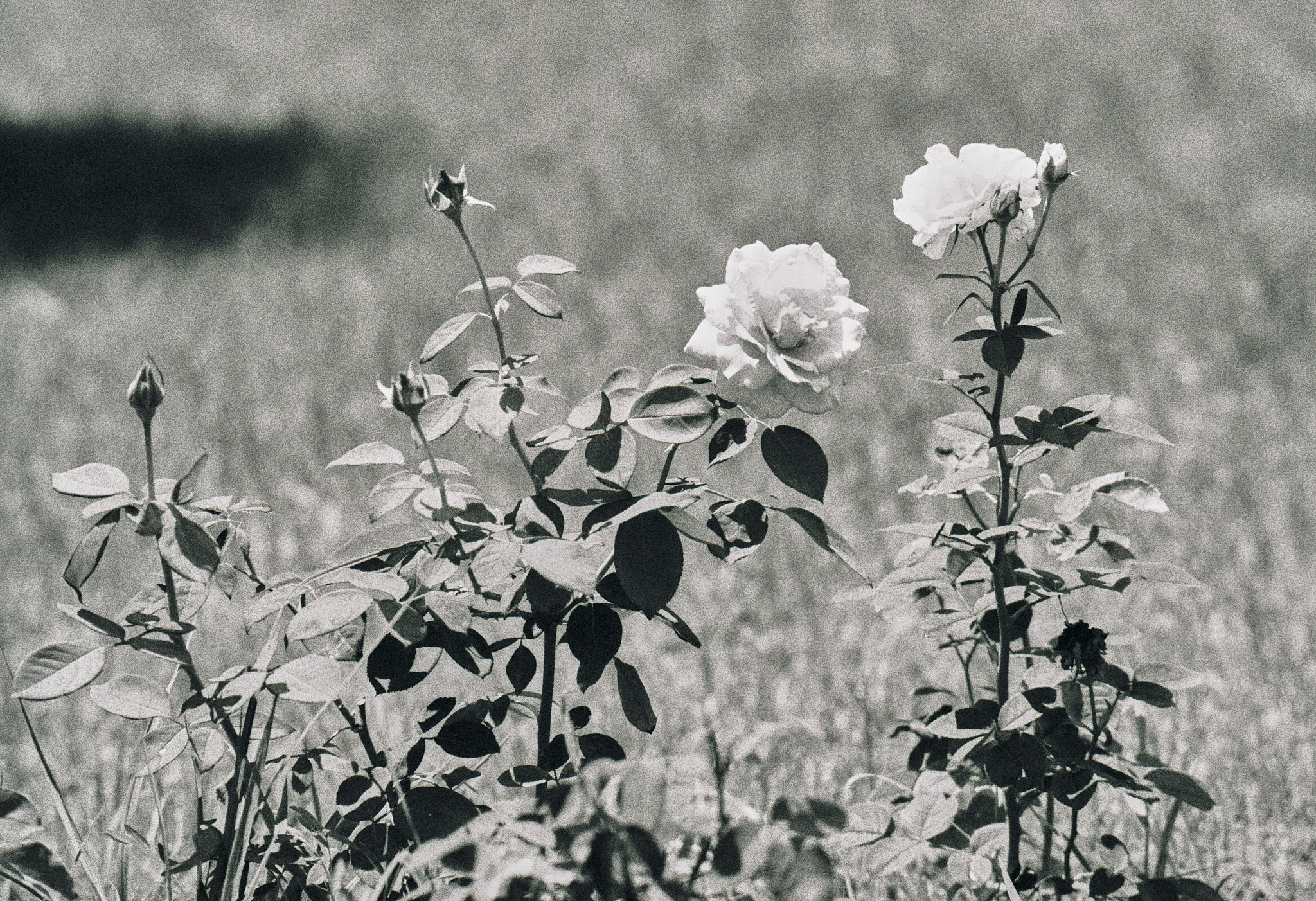Other. Photographer in Kaliningrad