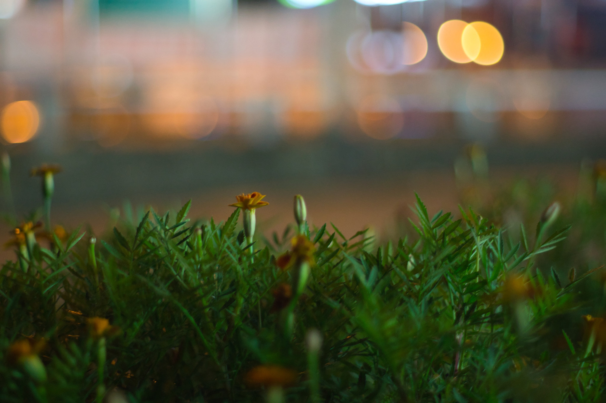 Other. Photographer in Kaliningrad