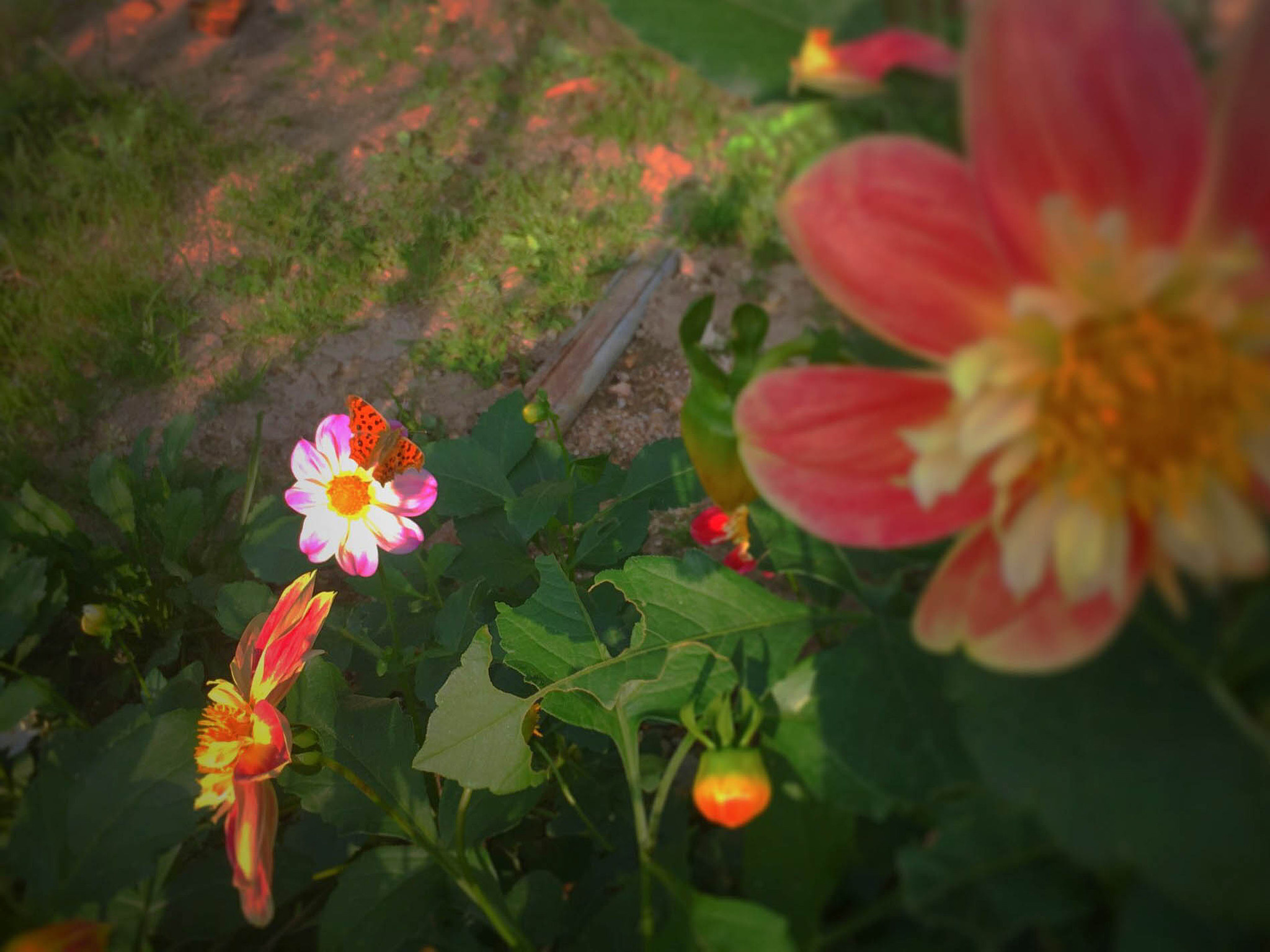 Other. Photographer in Kaliningrad