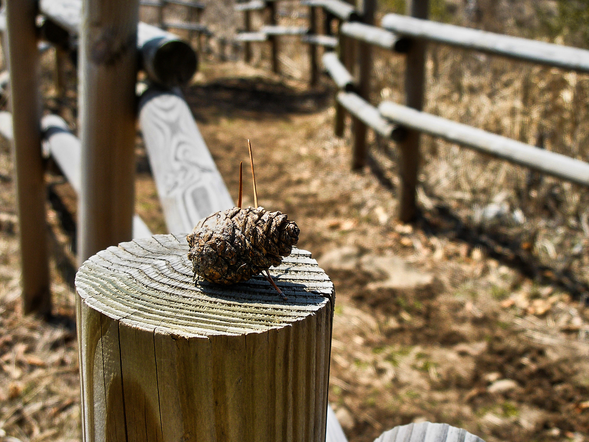 Other. Photographer in Kaliningrad
