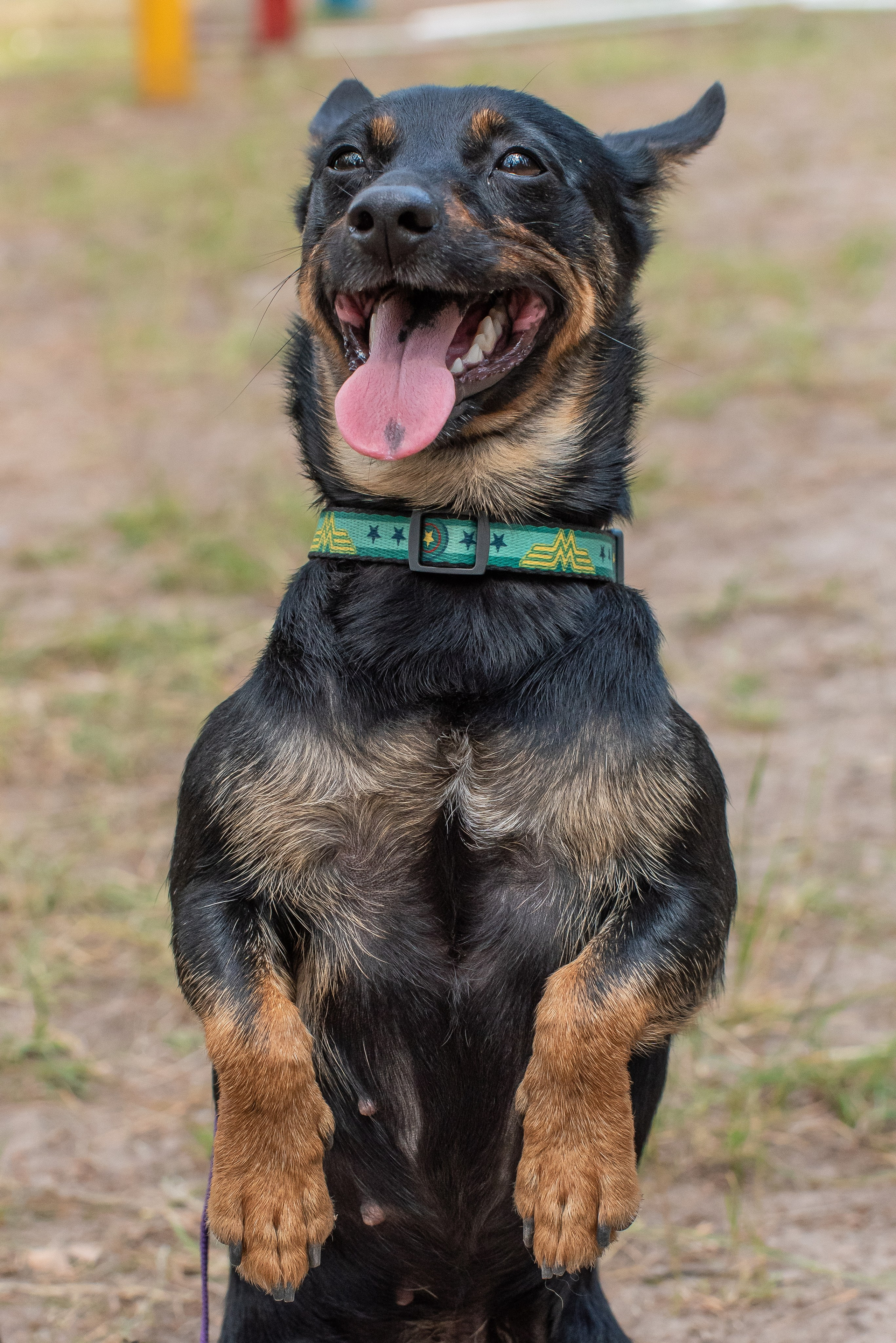 Хвостатые каникулы Детский кинологический лагерь. Фотограф Макс Огурцов в Нижнем Новгороде