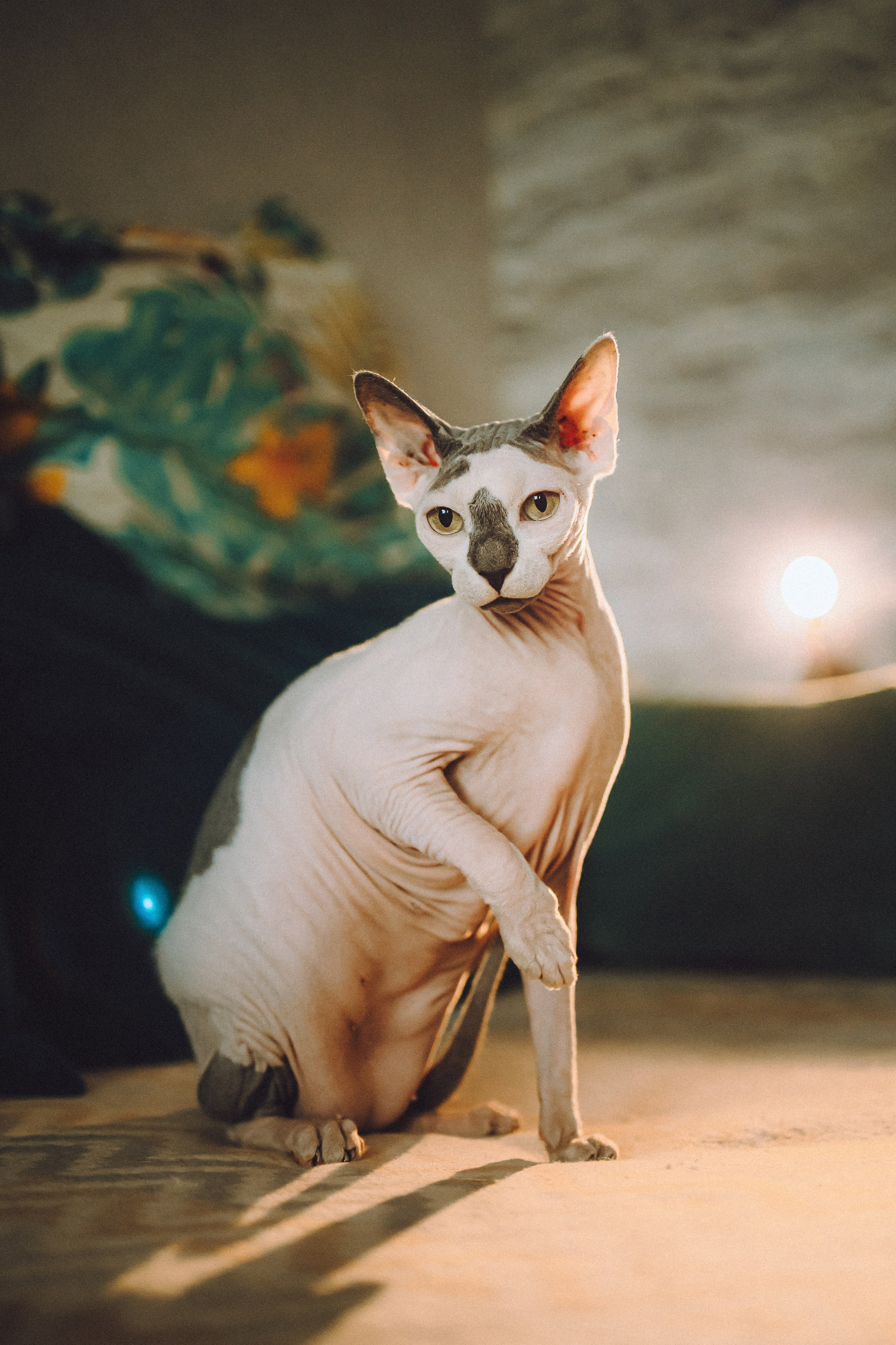 Топик и его семья