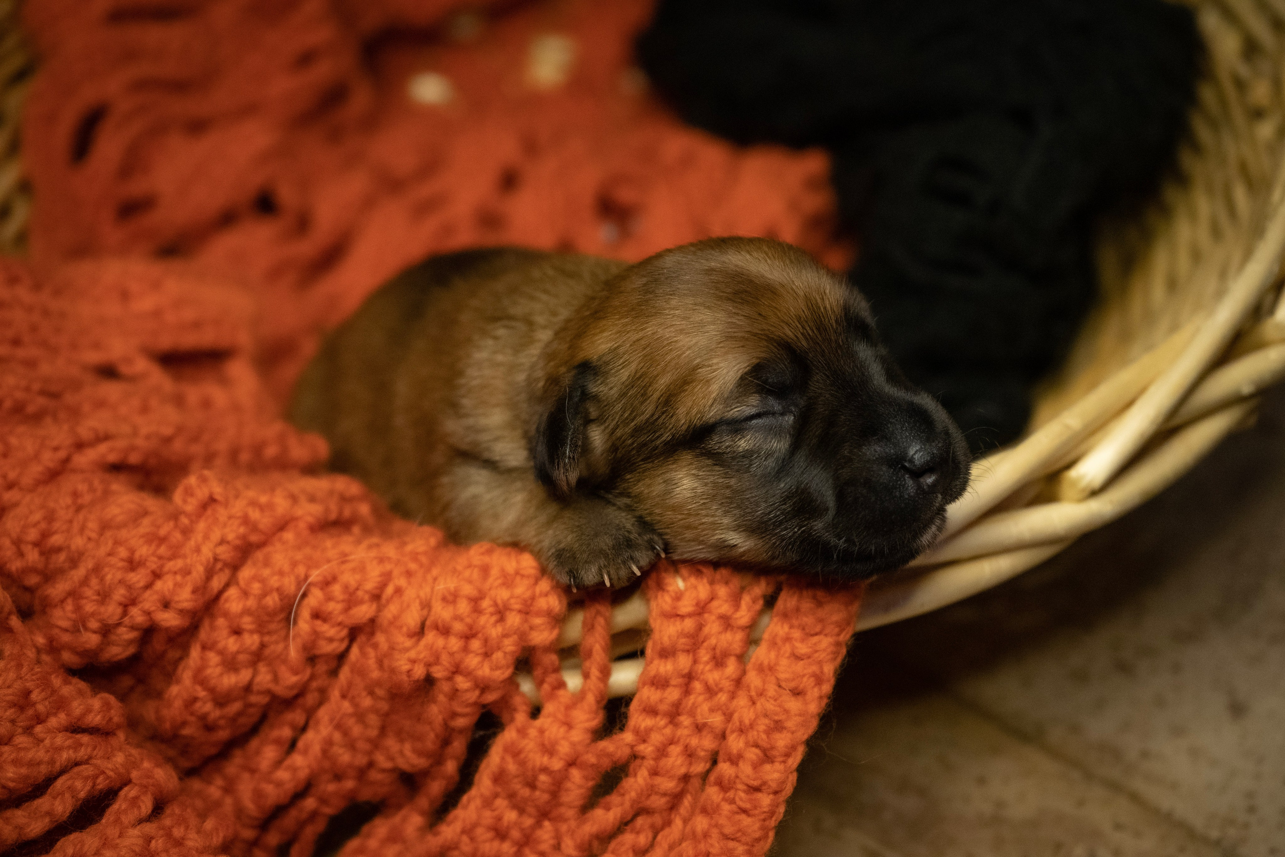 Фотосессии Пушистиков. Фотограф в Санкт-Петербурге Виктория Барышникова