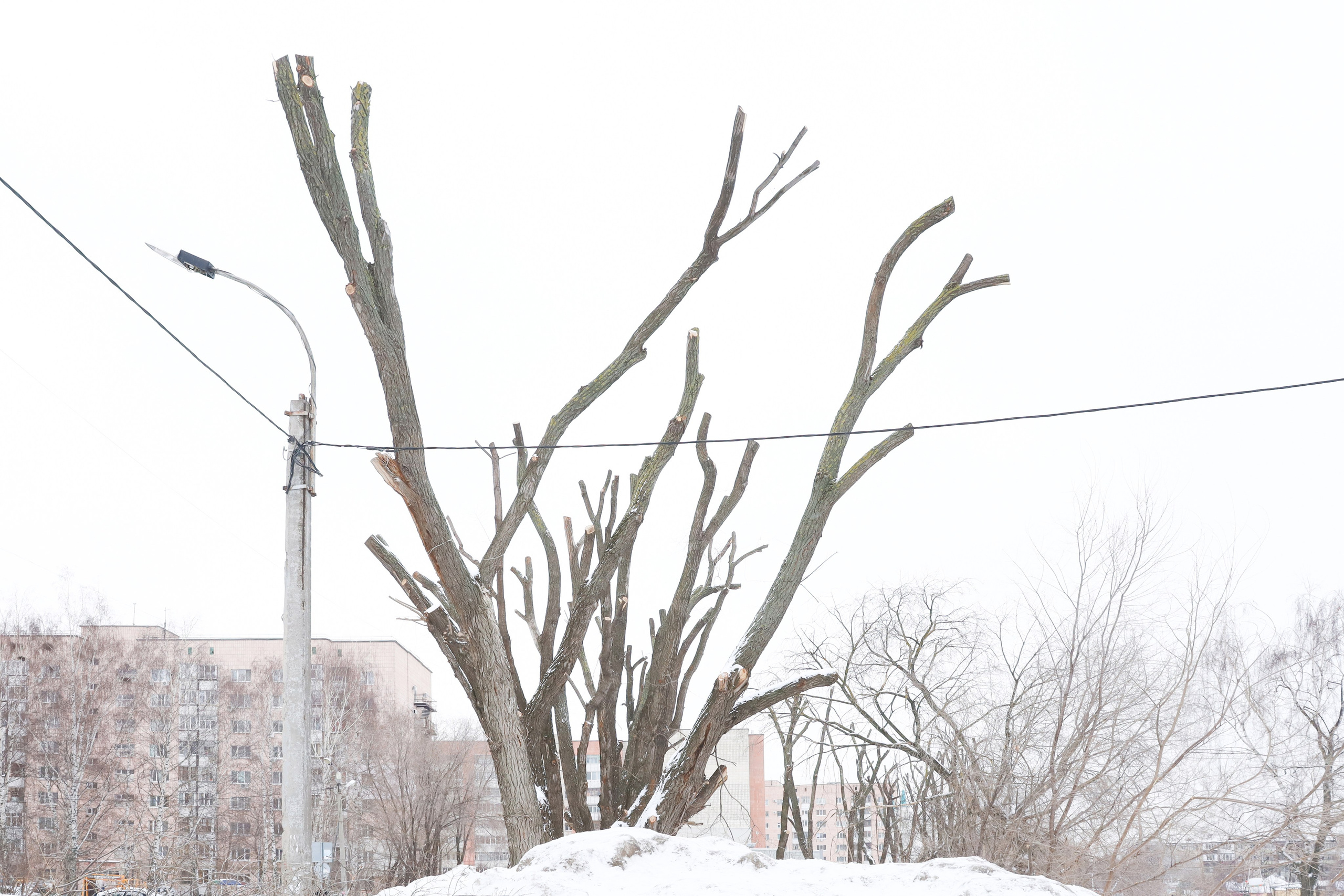 Кронирование. Главная