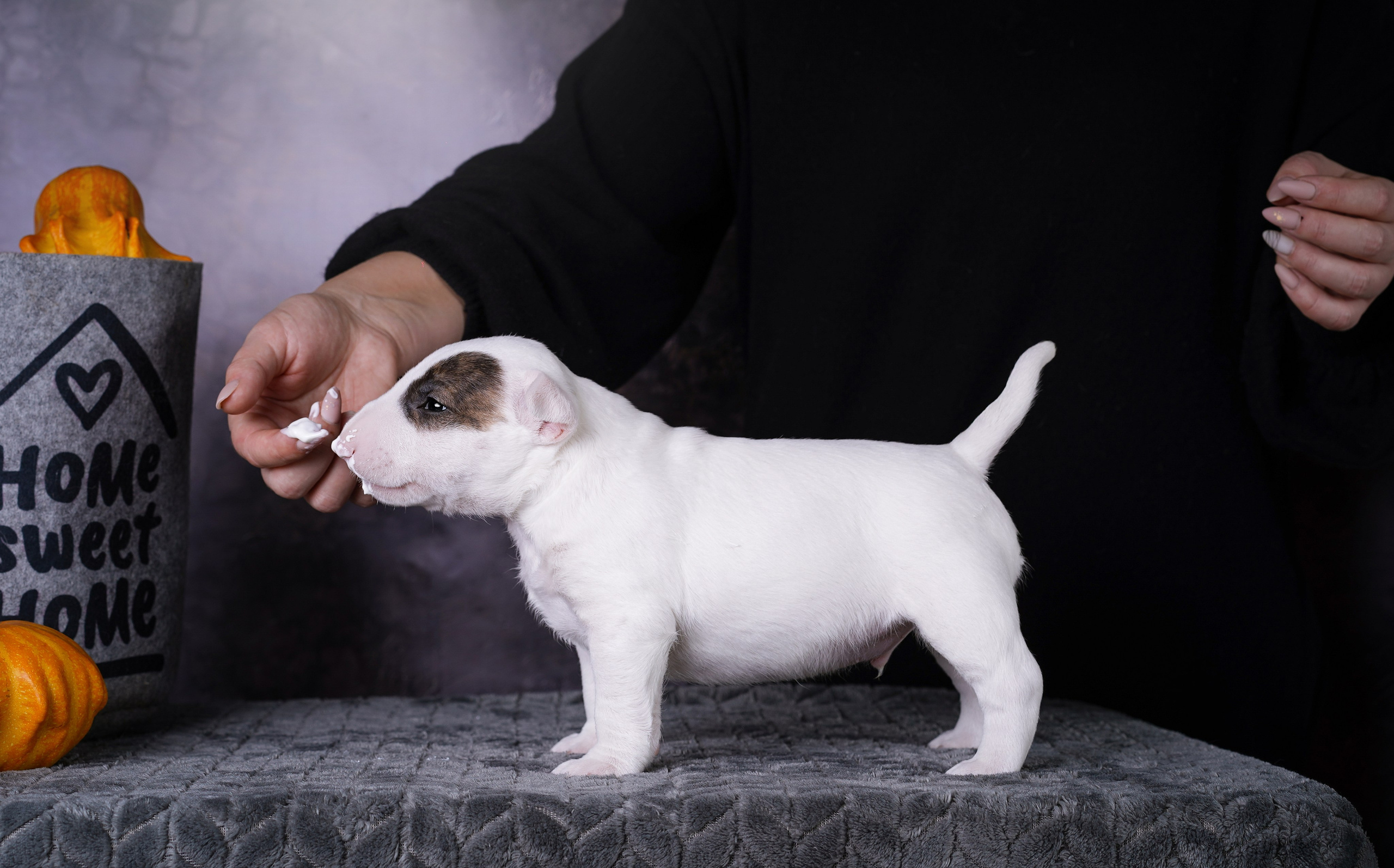 Щенки минибультерьера. Фотограф-анималист в Санкт-Петербурге Яна Мартынова