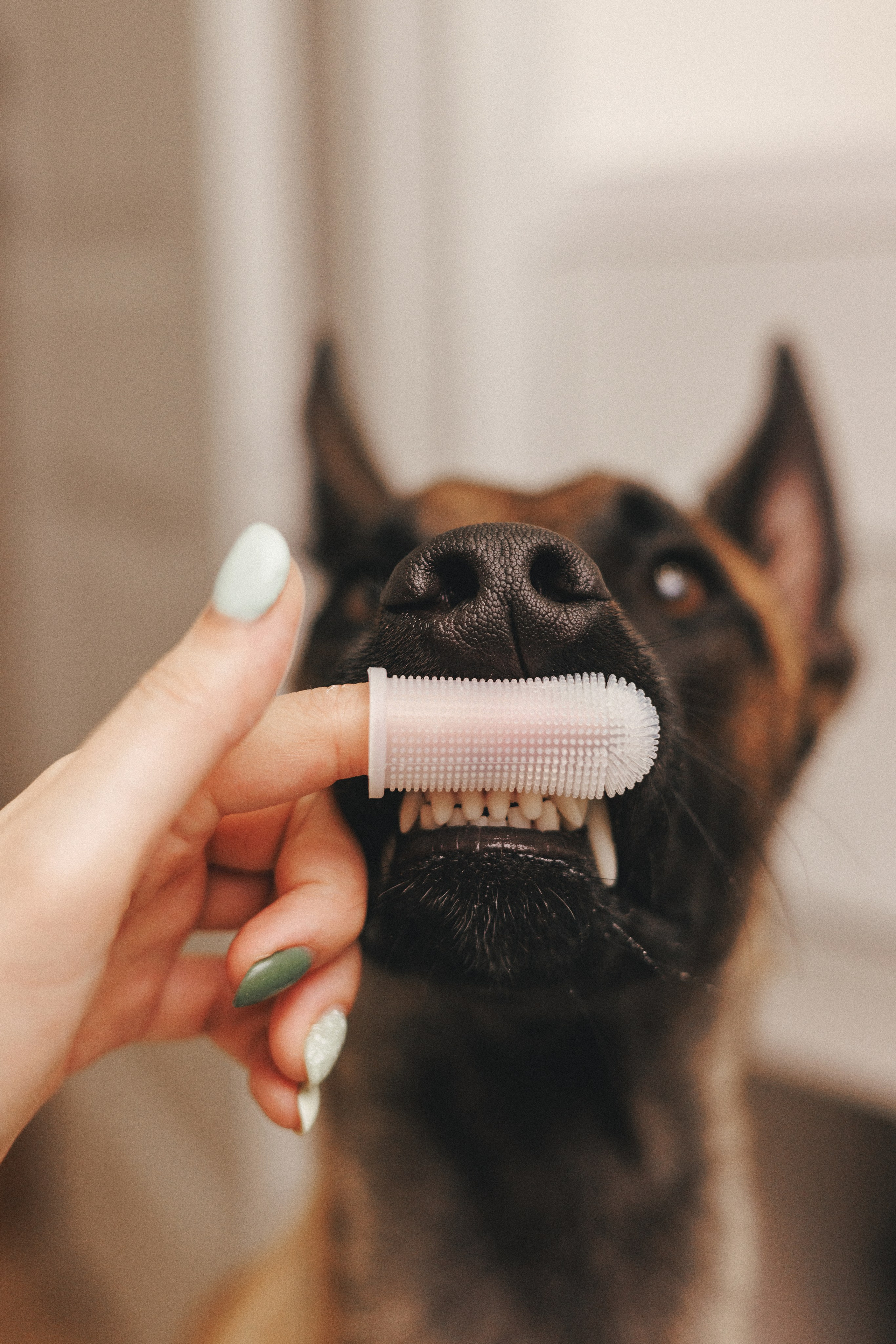 Товары для питомцев M-Pets & Petbiology. Фотограф анималист Осипчикова Мария