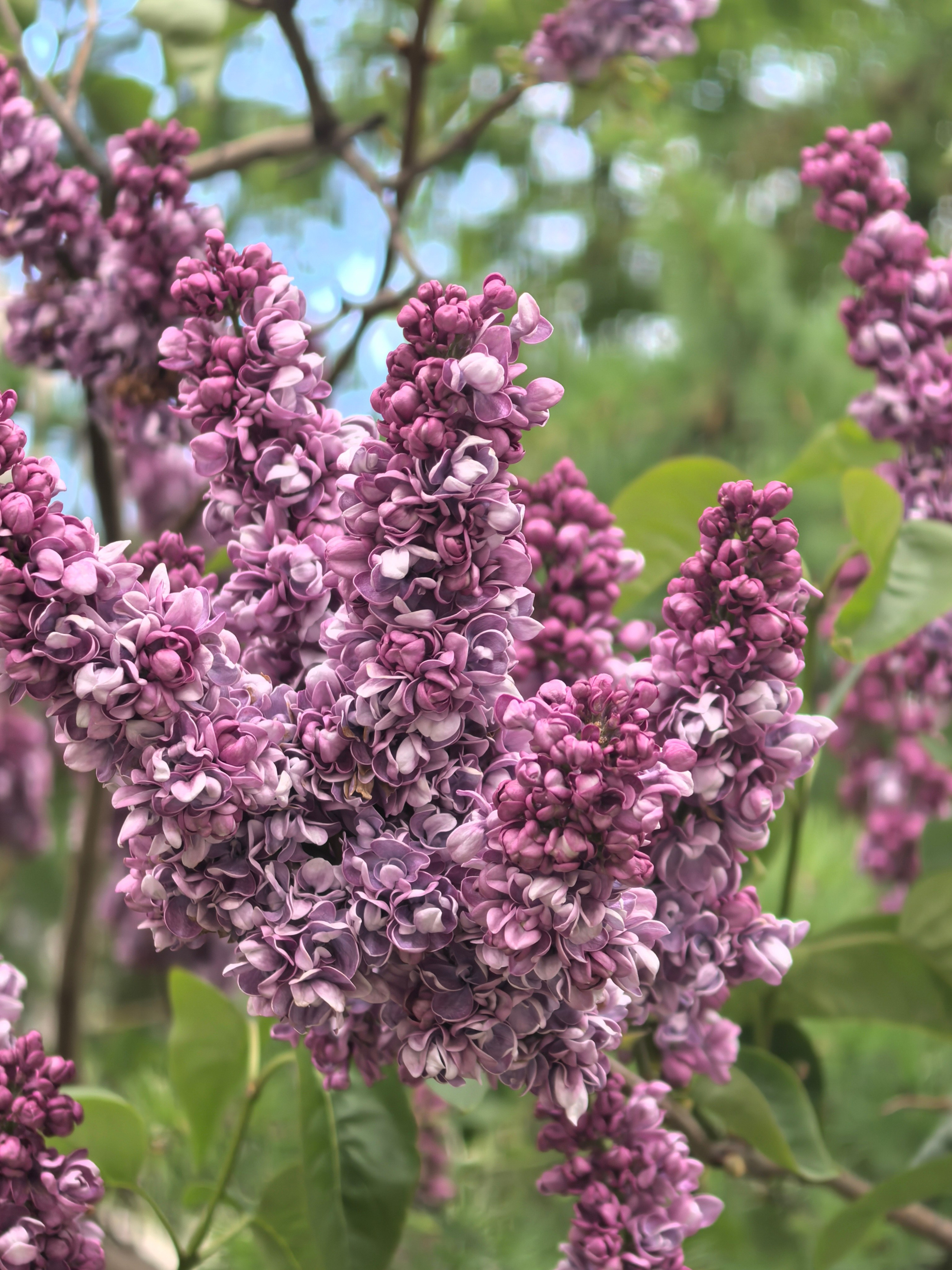 Чудесная природа. Школьные выпускные альбомы в Москве Марина Николаева