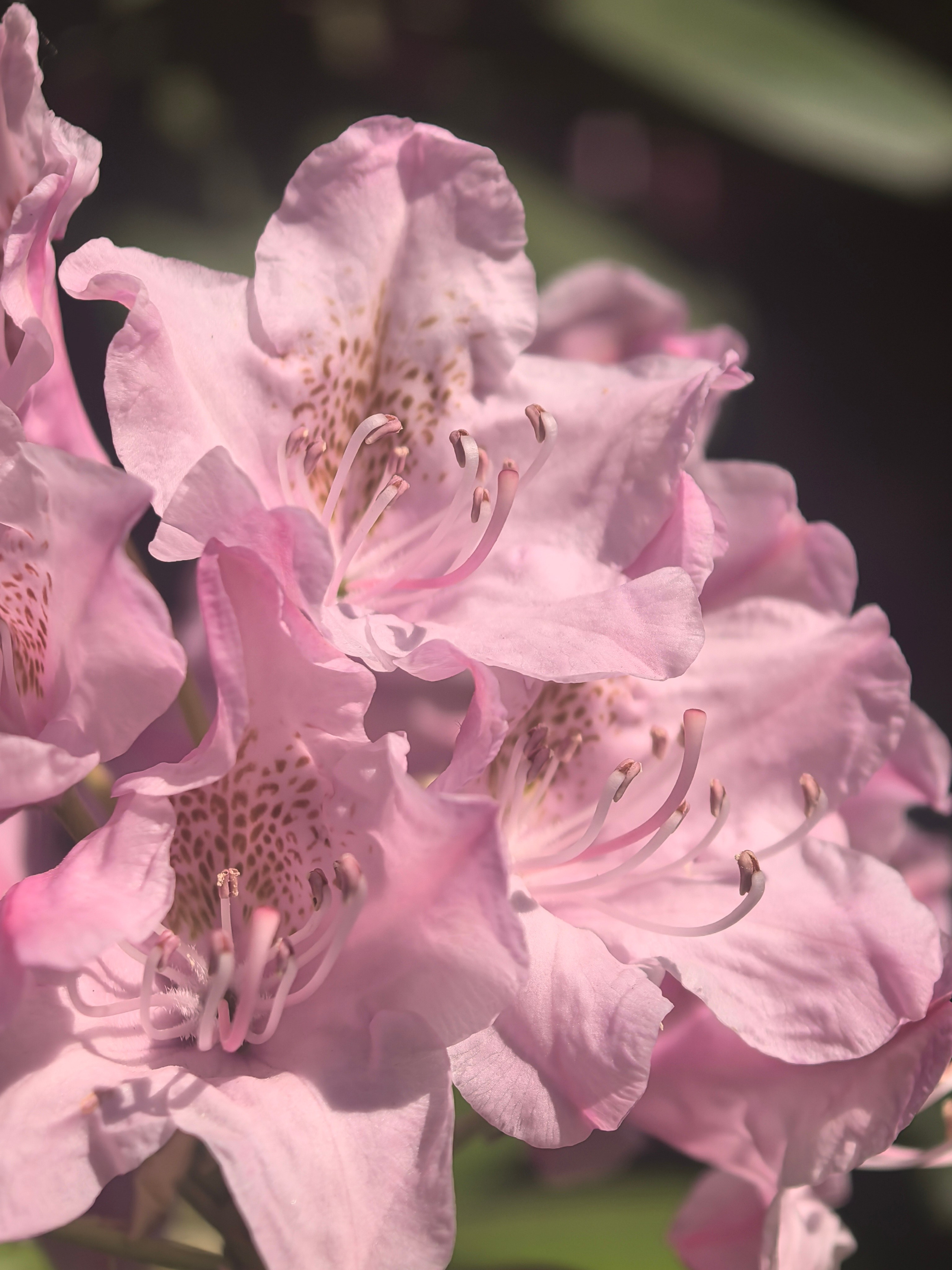 Чудесная природа. Школьные выпускные альбомы в Москве Марина Николаева